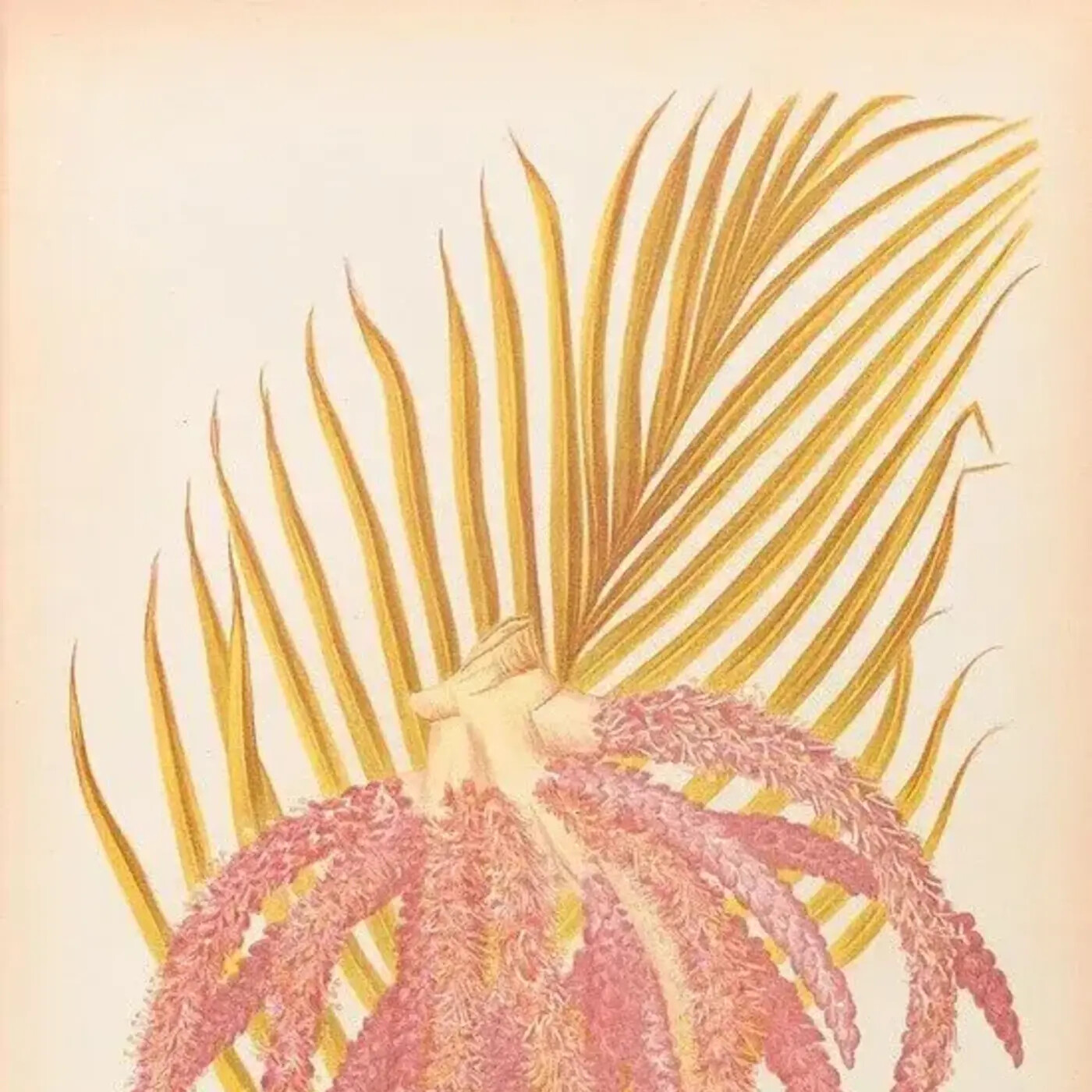 Ep. 267 - Describing & Protecting Palm Diversity