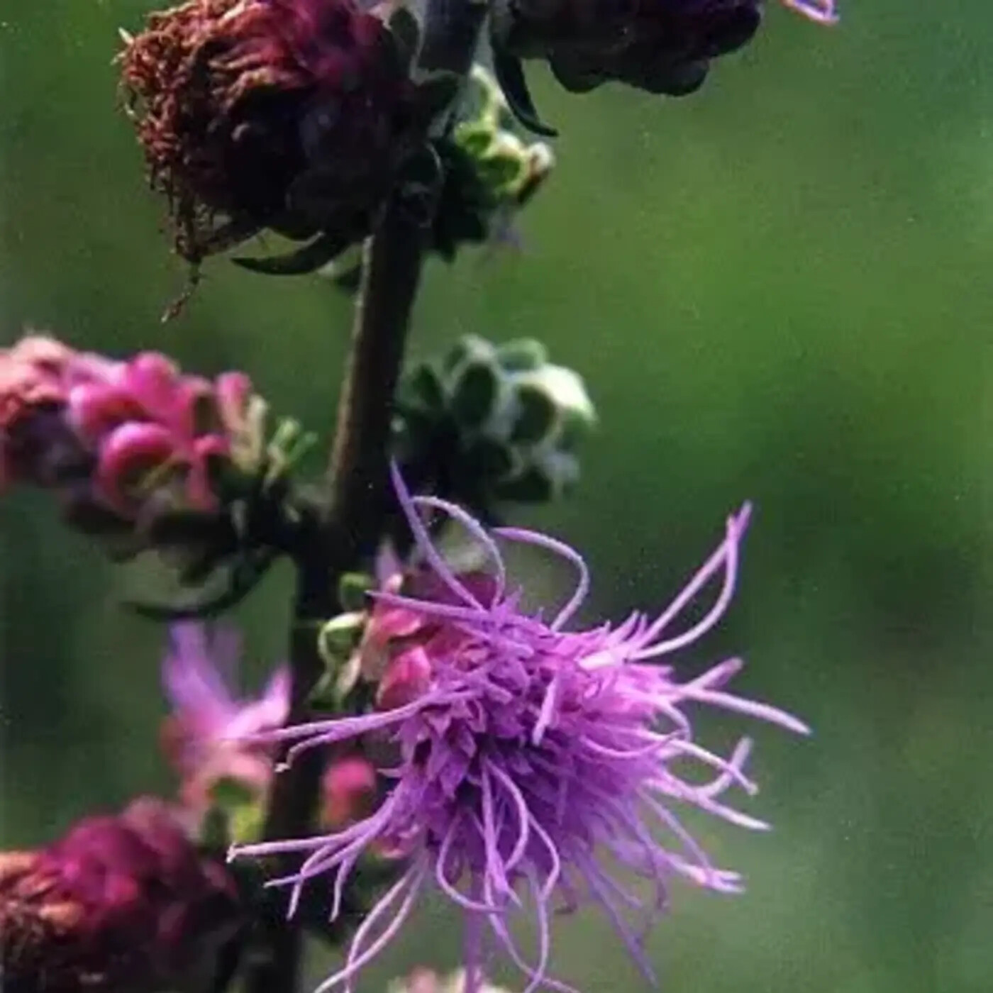 In Defense of Plants Podcast