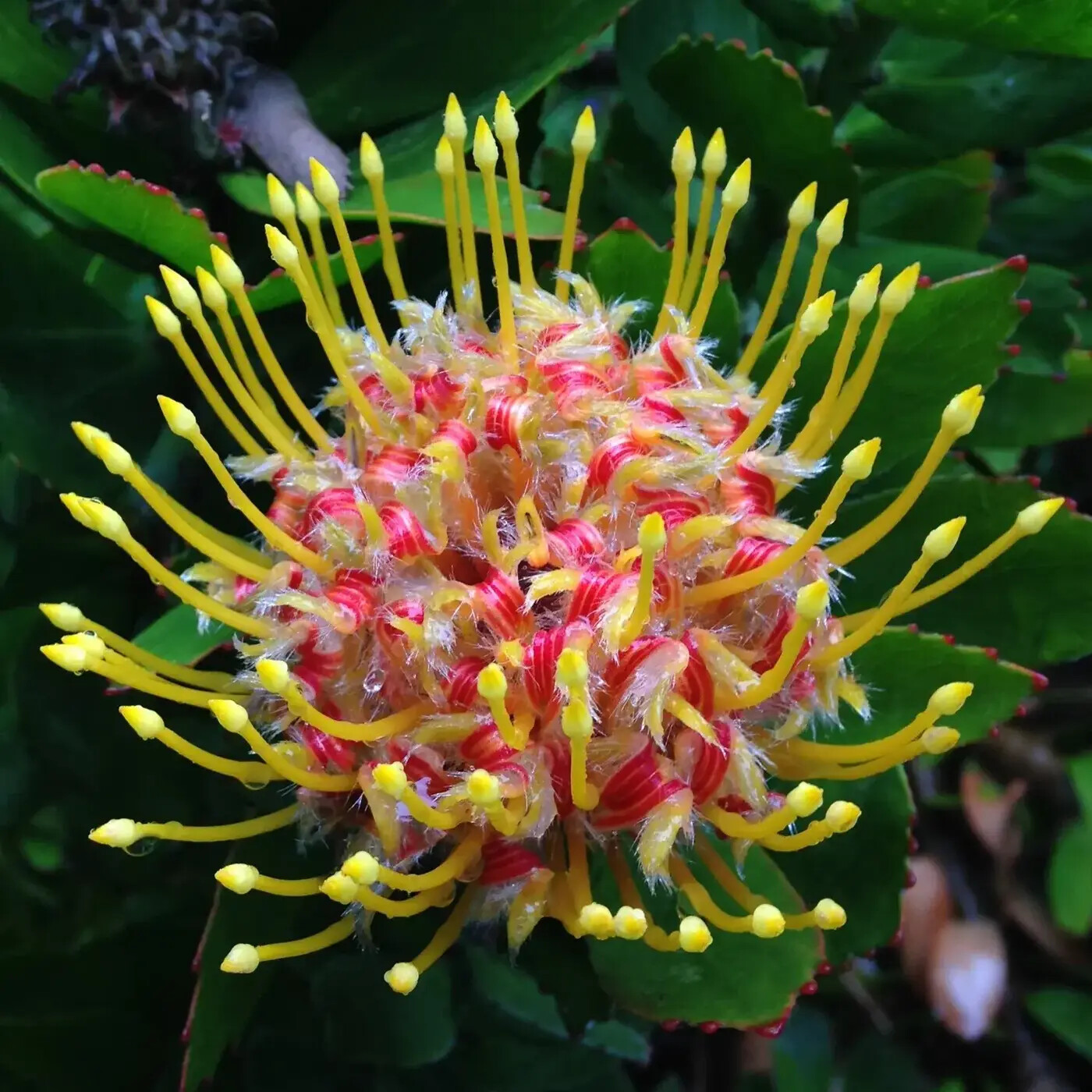 In Defense of Plants Podcast