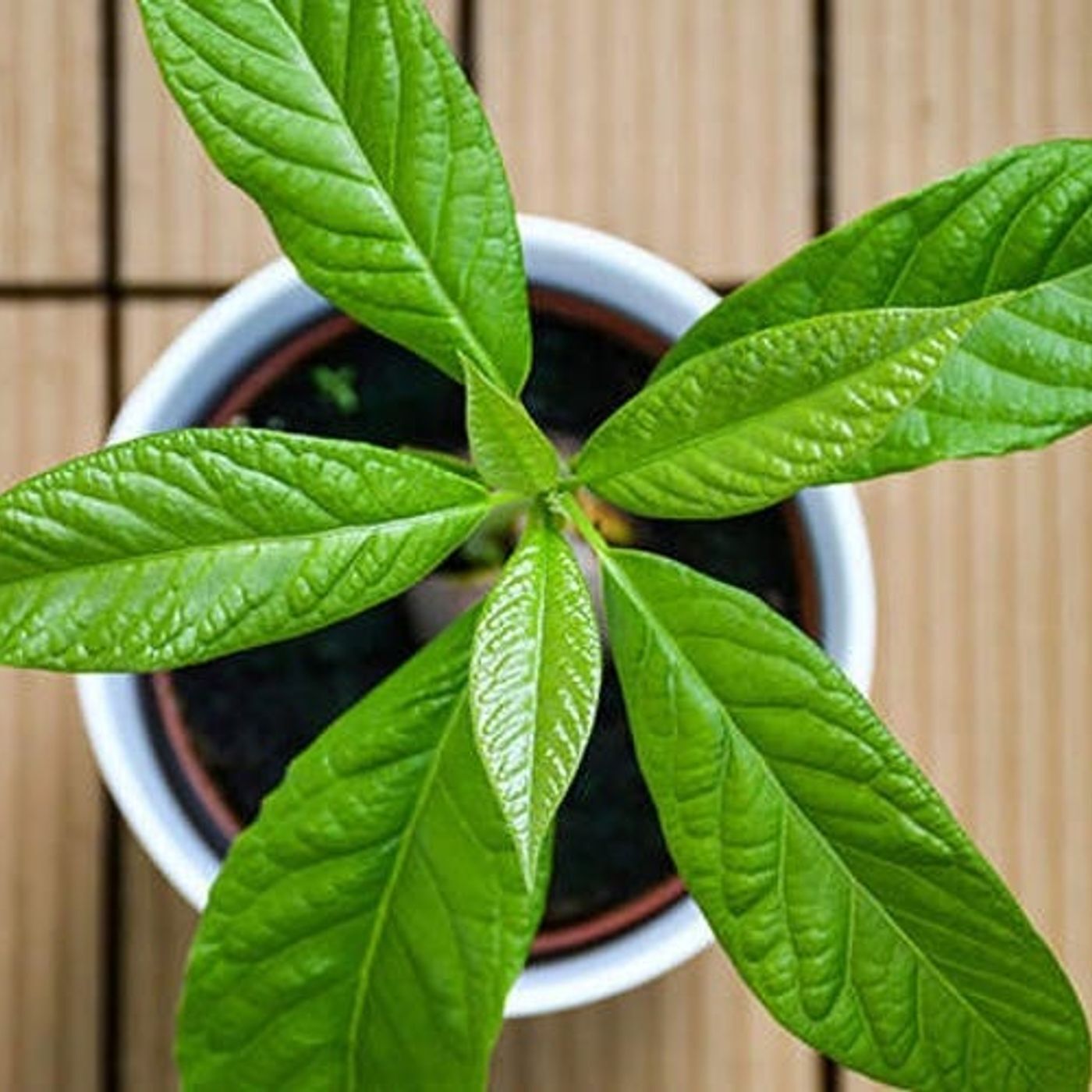 It's Time to Start Growing Your Own Food if You Are Not Already