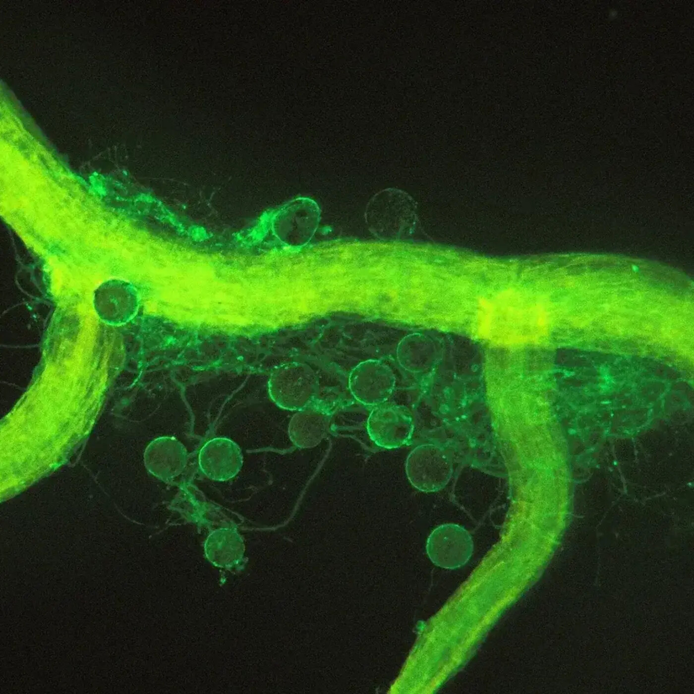 In Defense of Plants Podcast