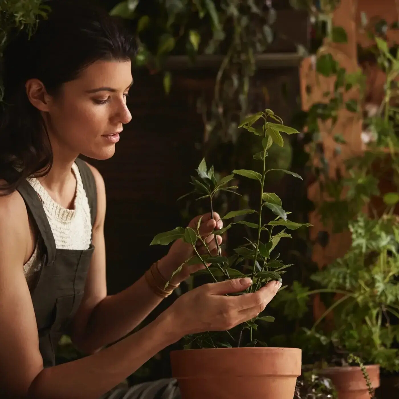 In Defense of Plants Podcast