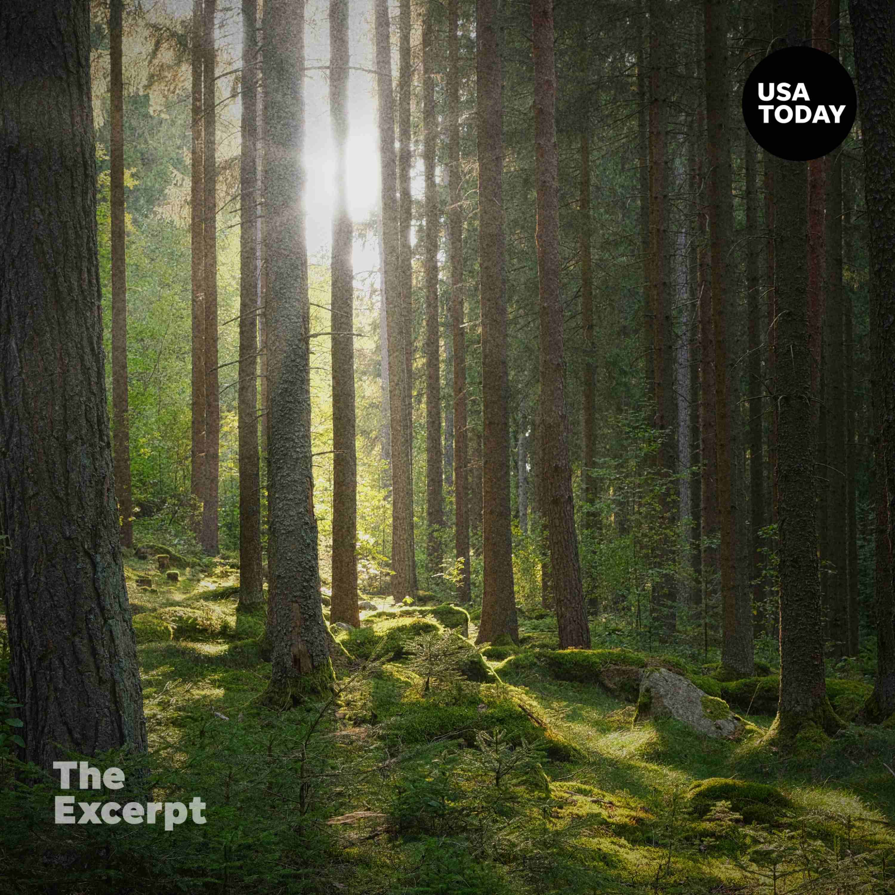 How do you love a forest? Ethan Tapper has thoughts. episode artwork