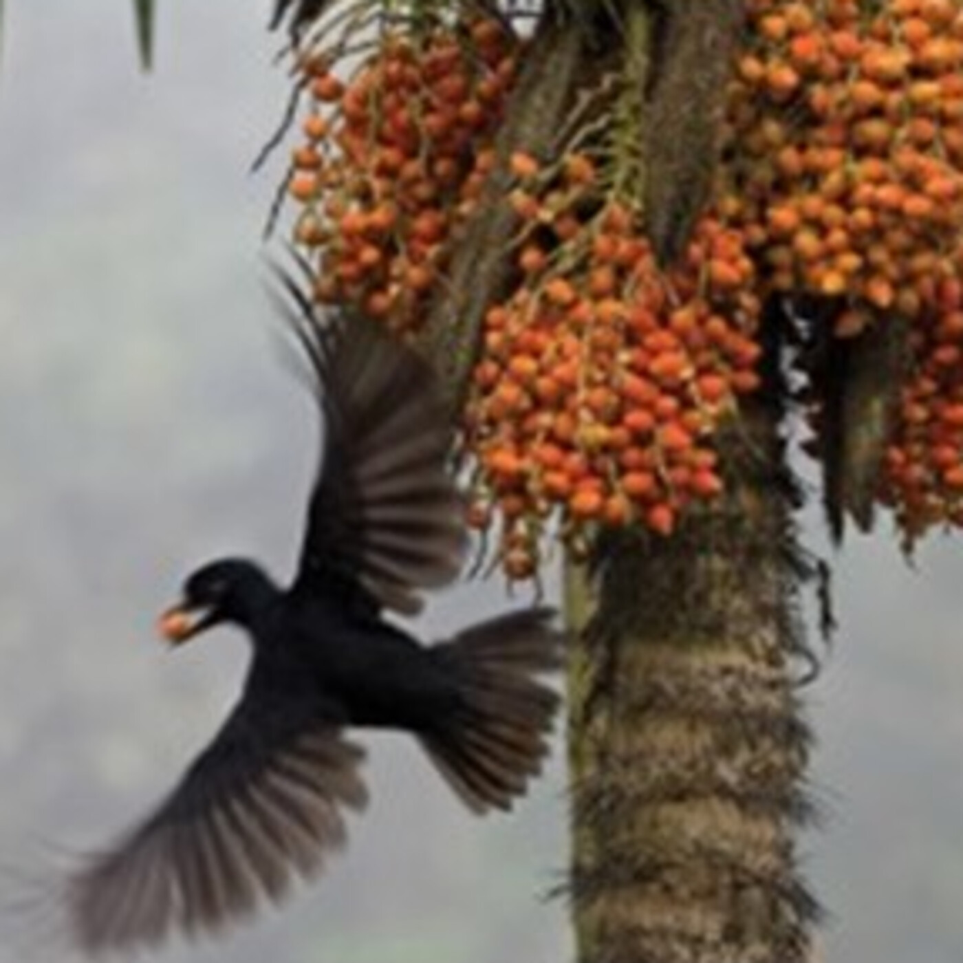 In Defense of Plants Podcast