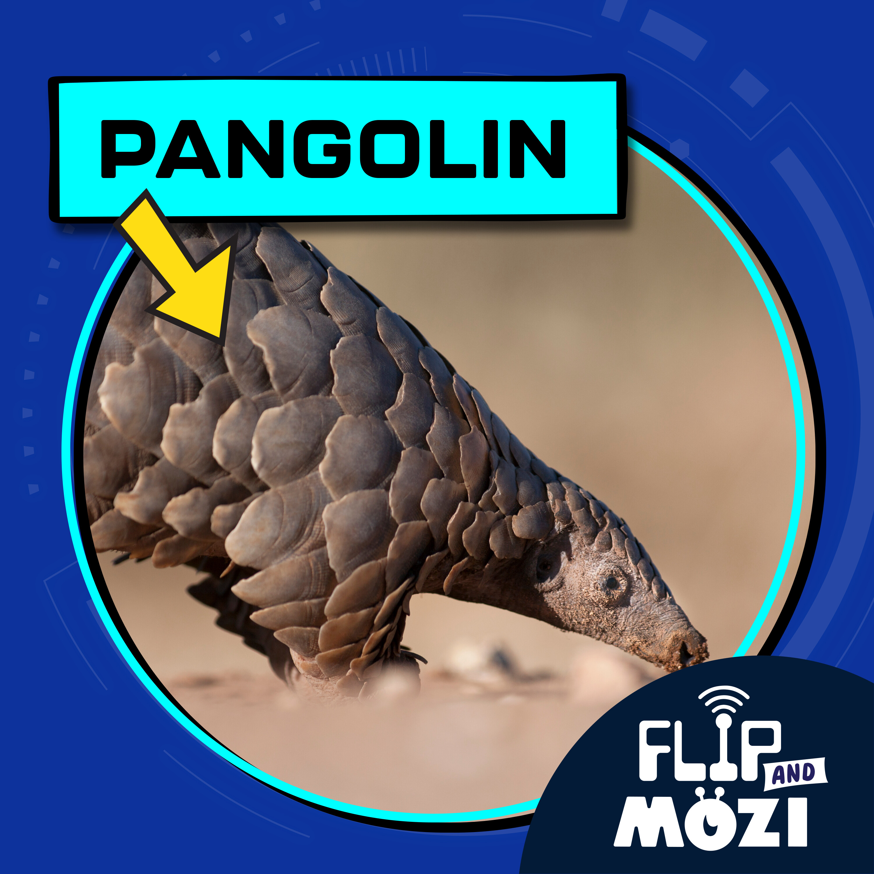 Pangolin (8/14/25)