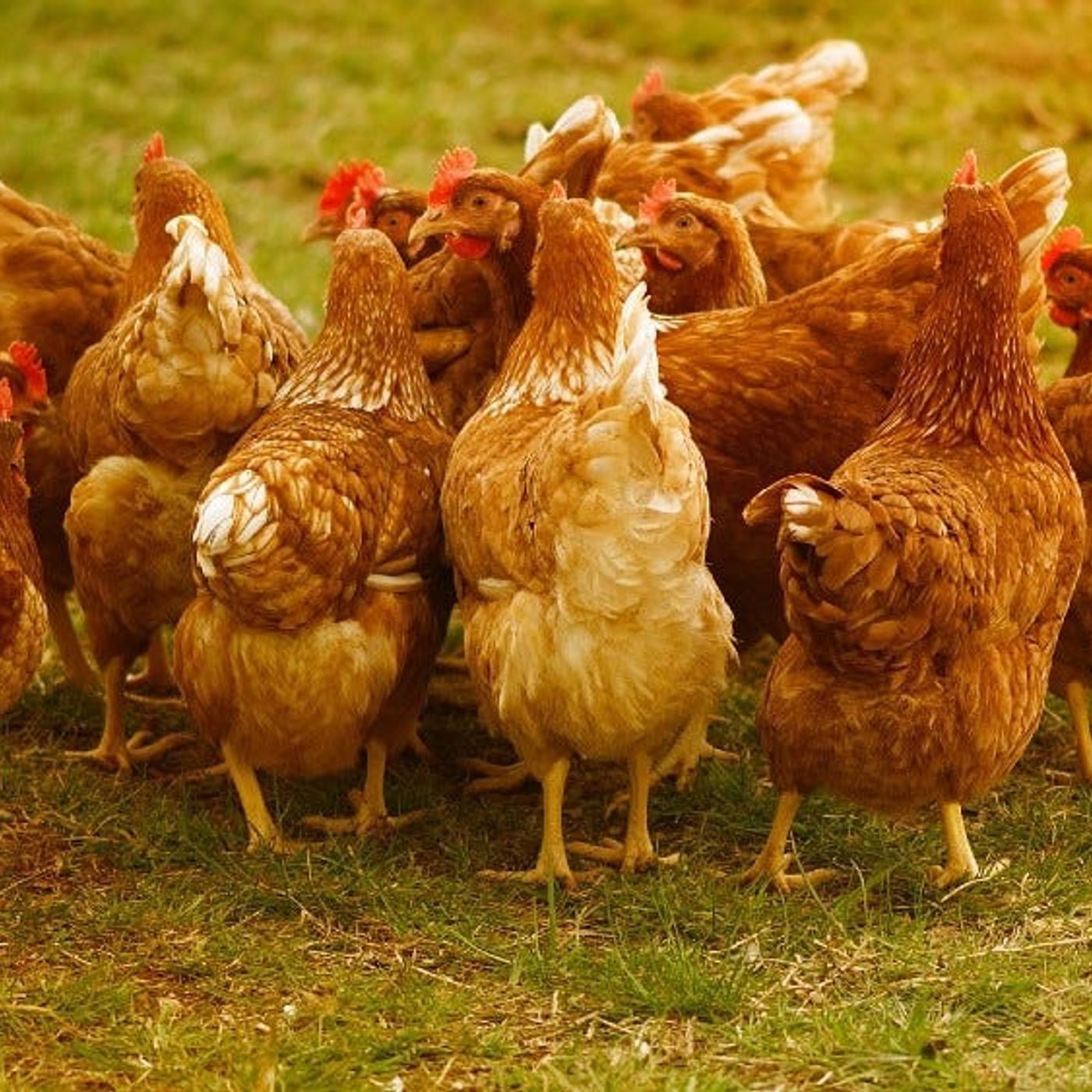 Should You Raise Chickens?