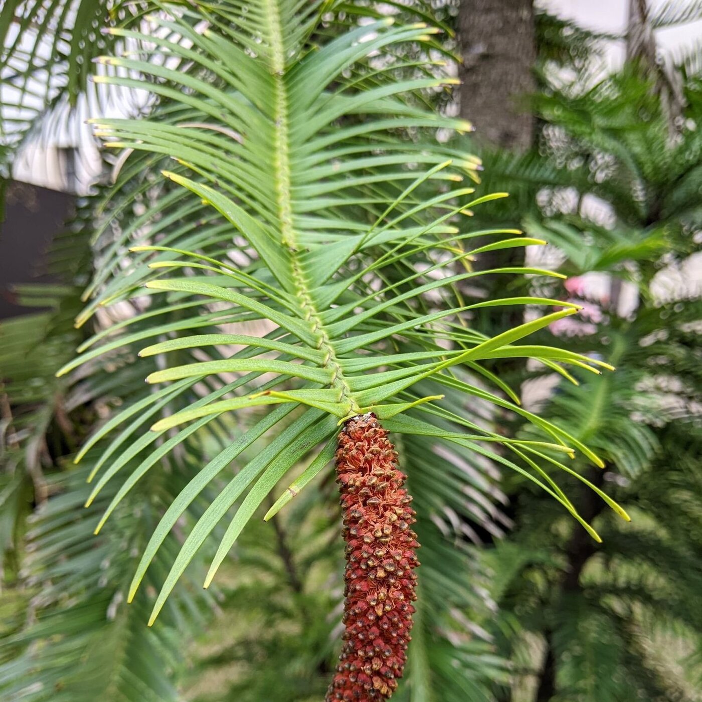 In Defense of Plants Podcast