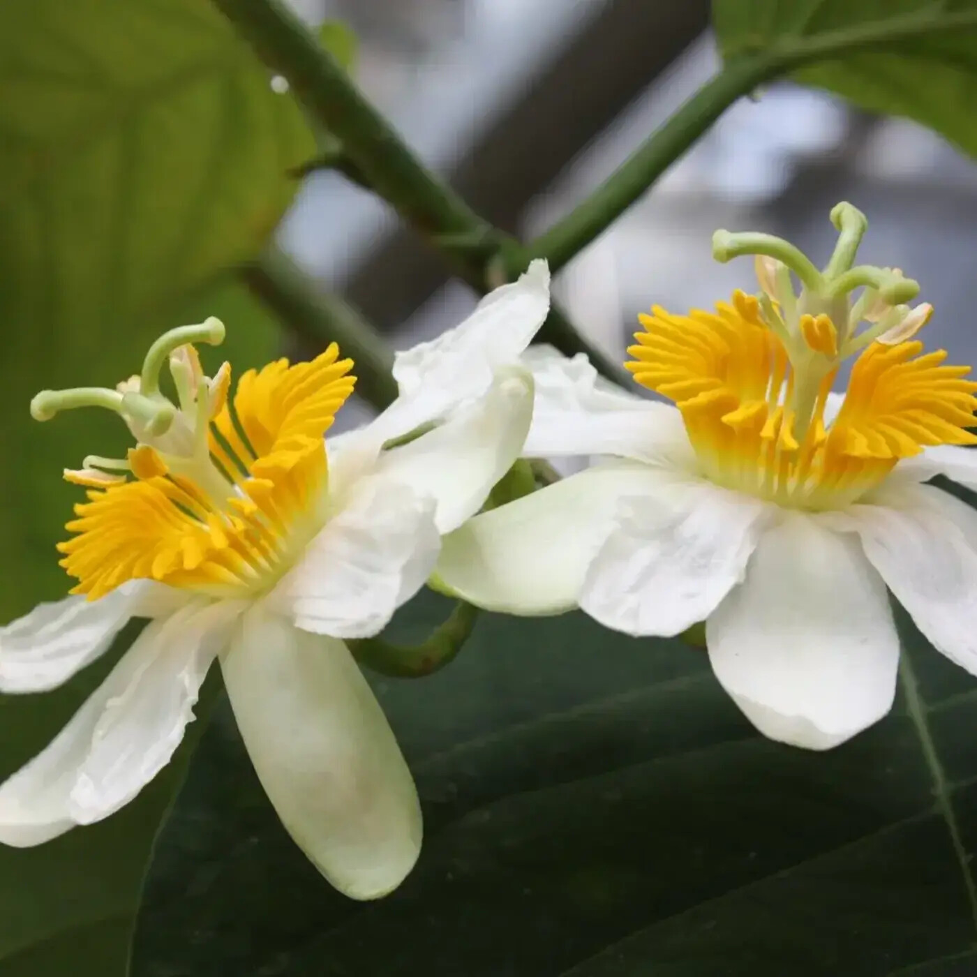 In Defense of Plants Podcast