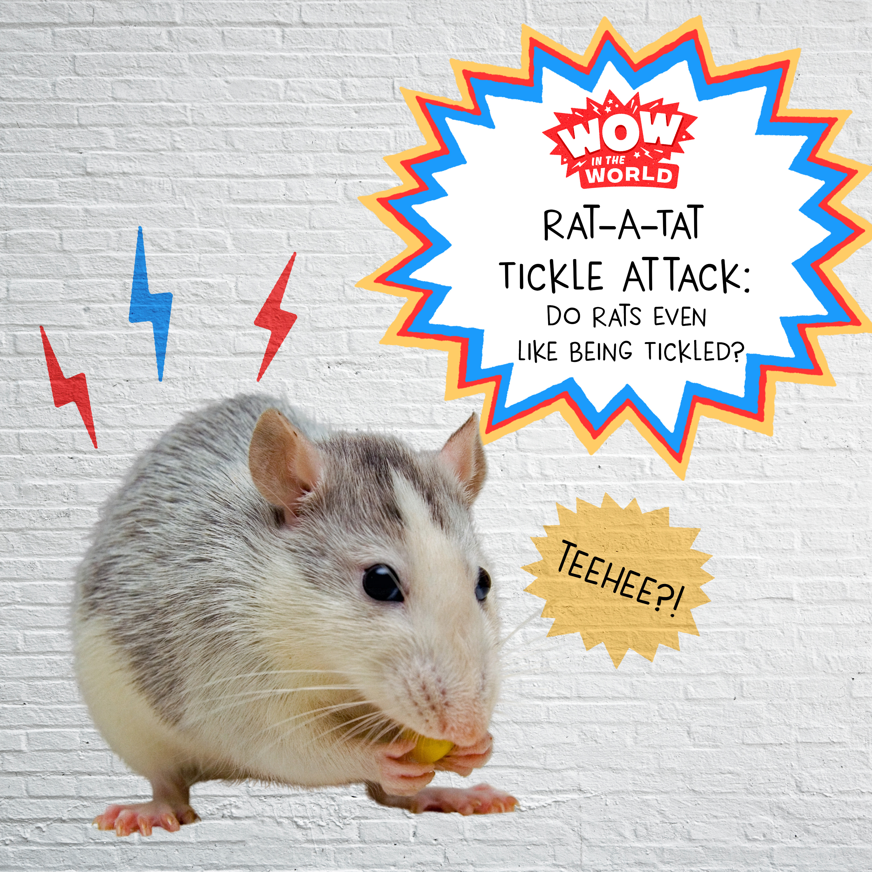 Rat-A-Tat Tickle Attack: Do Rats Even Like Being Tickled? (8/22/22)