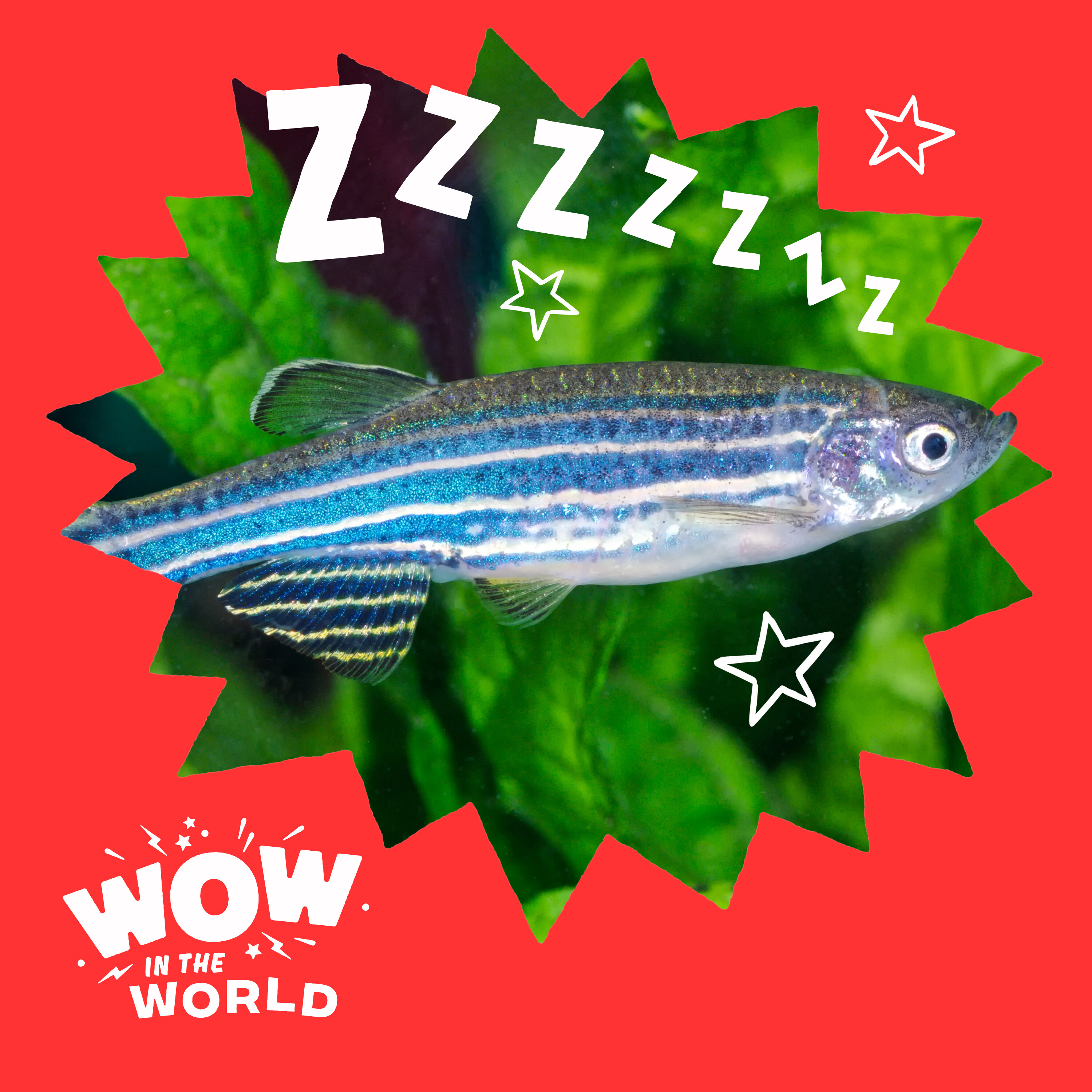 Asleep in the Deep: Do Fish Sleep Just Like Humans?