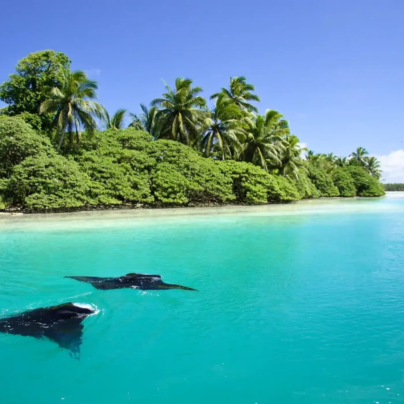 In Defense of Plants Podcast