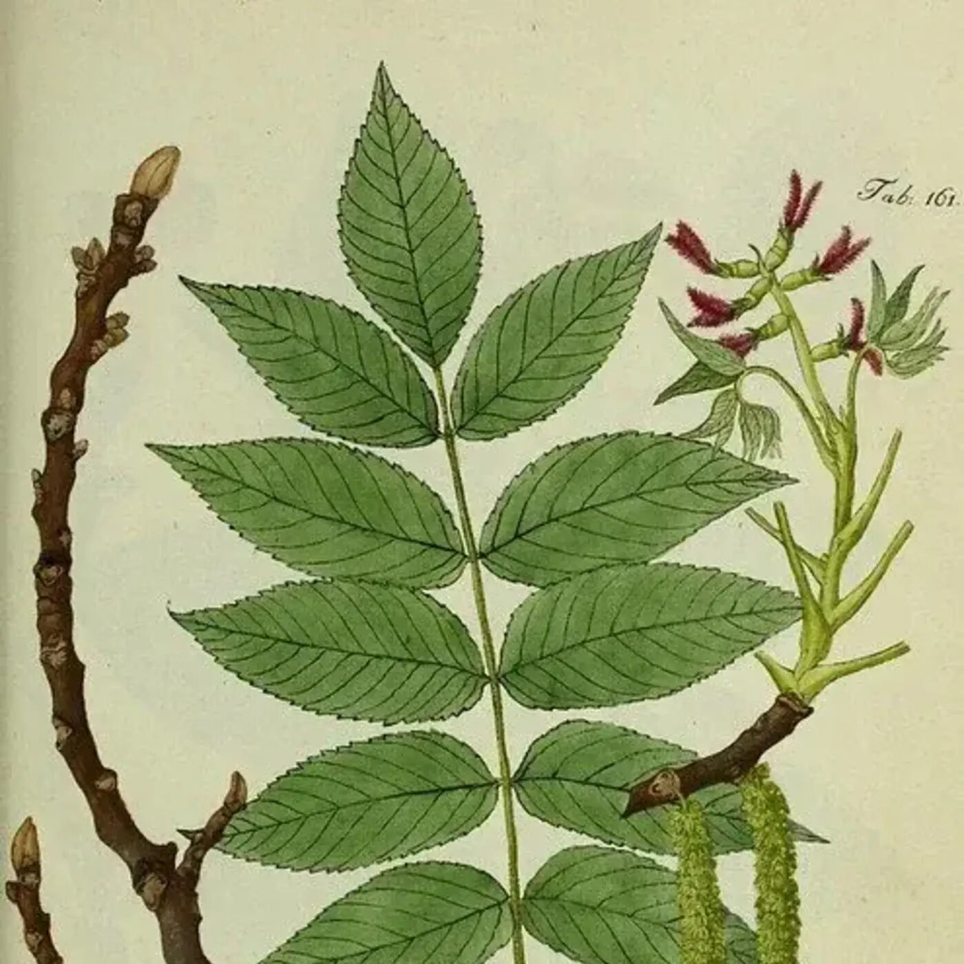 In Defense of Plants Podcast