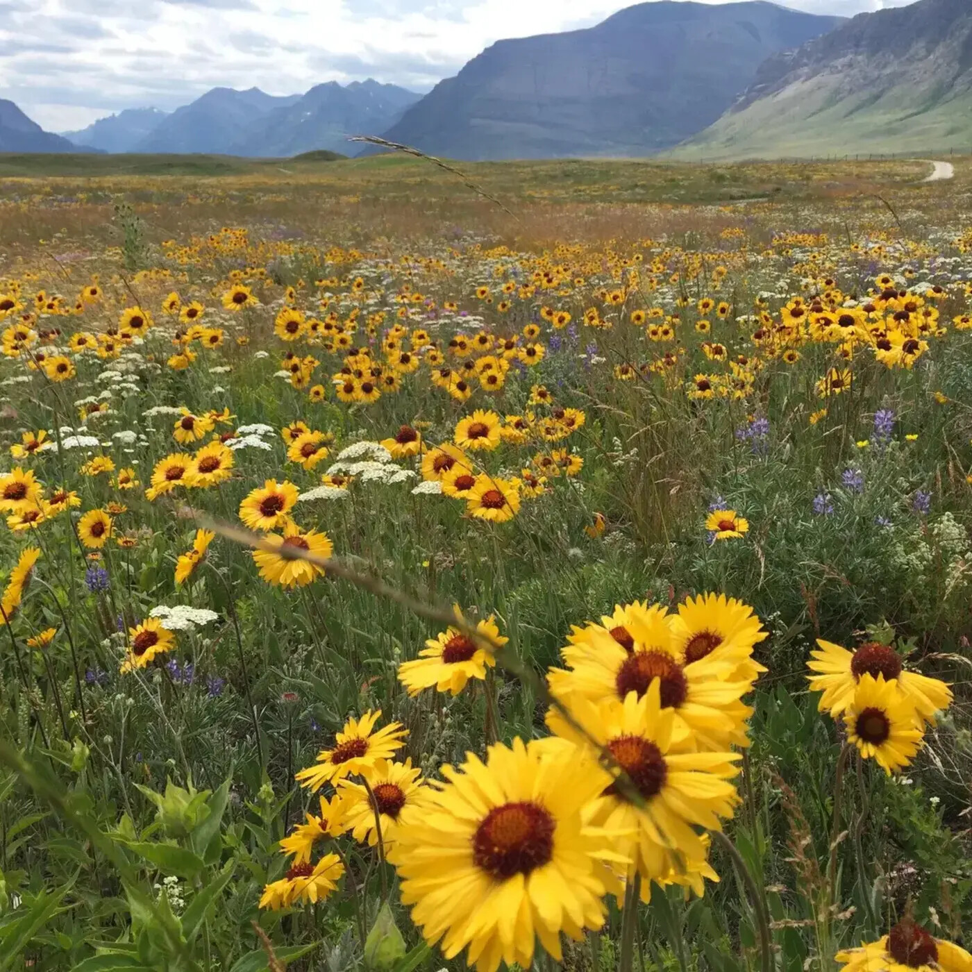 Ep. 270 - A Native Plant Based Life