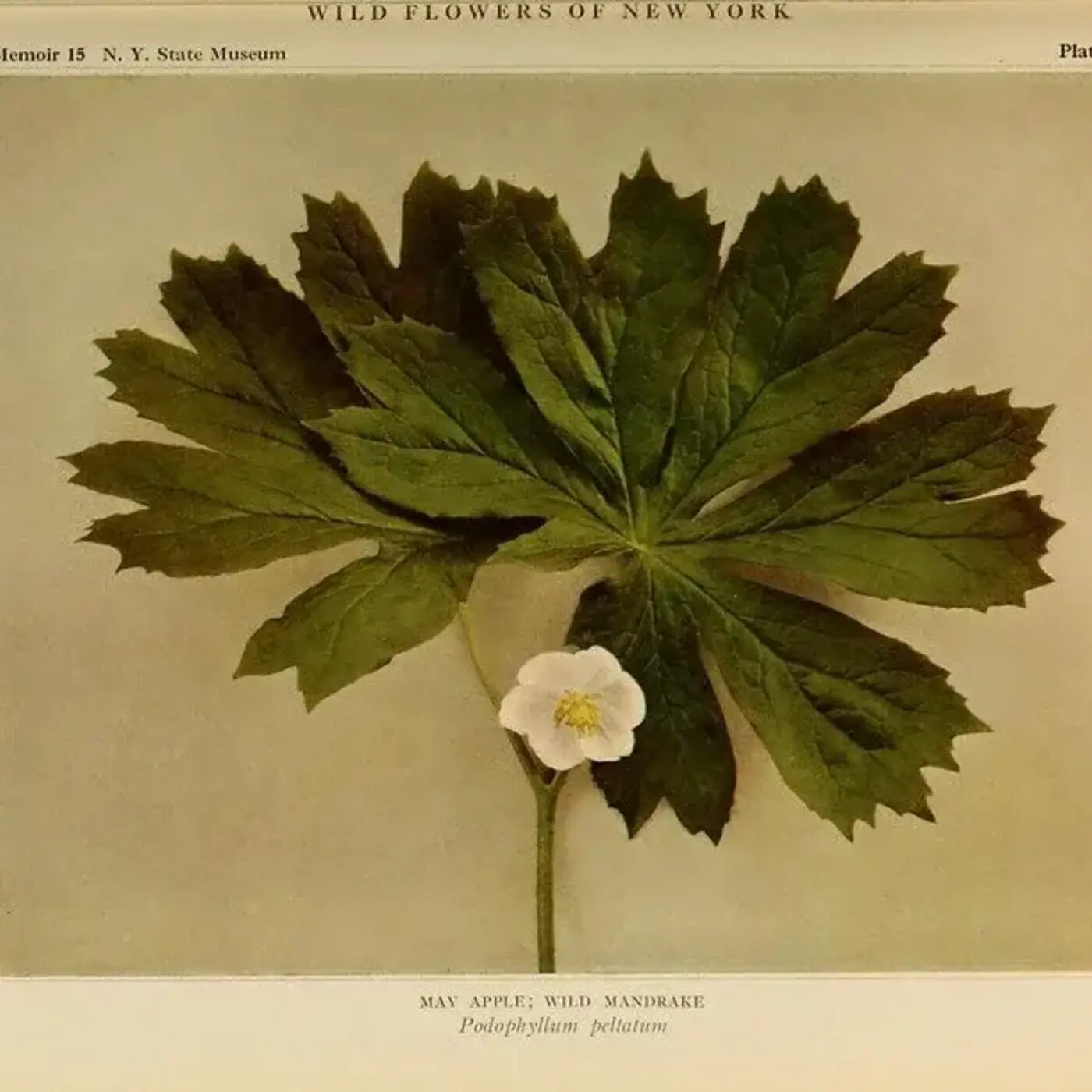 In Defense of Plants Podcast