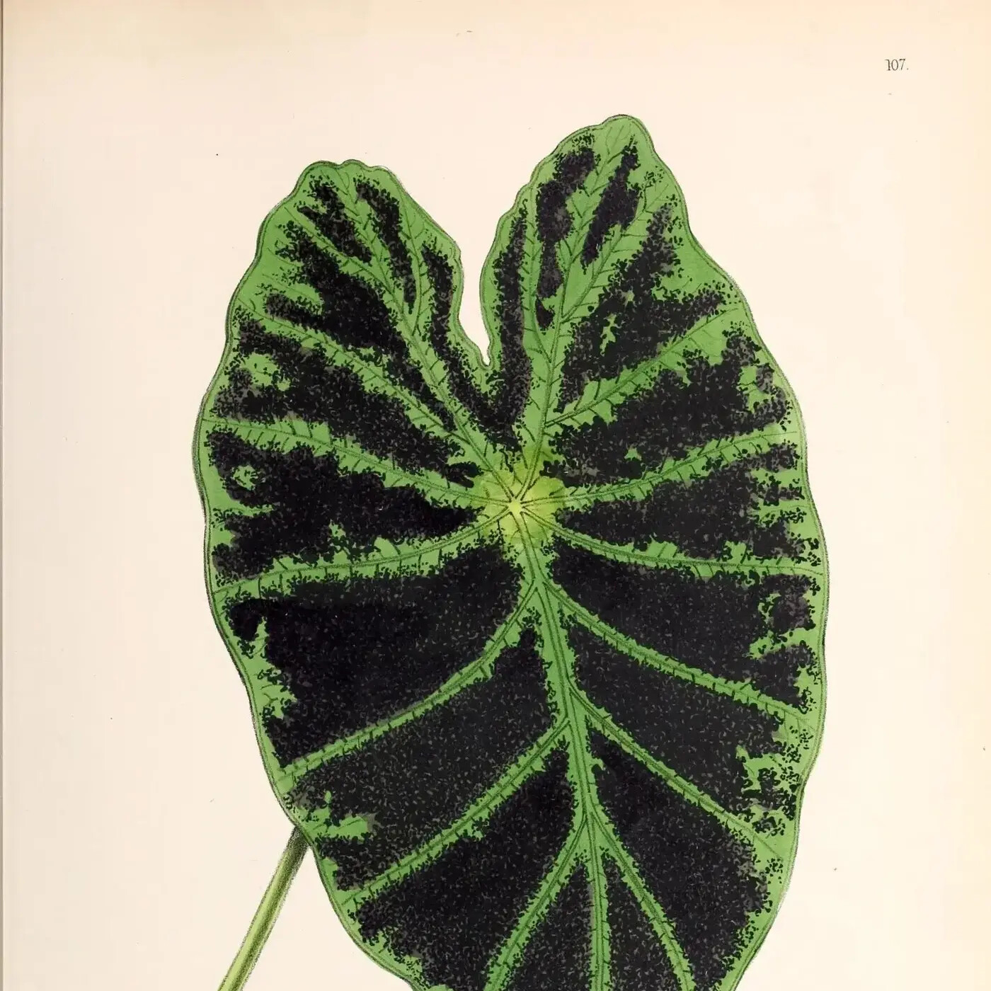 Ep. 273 - Revolution in the Garden