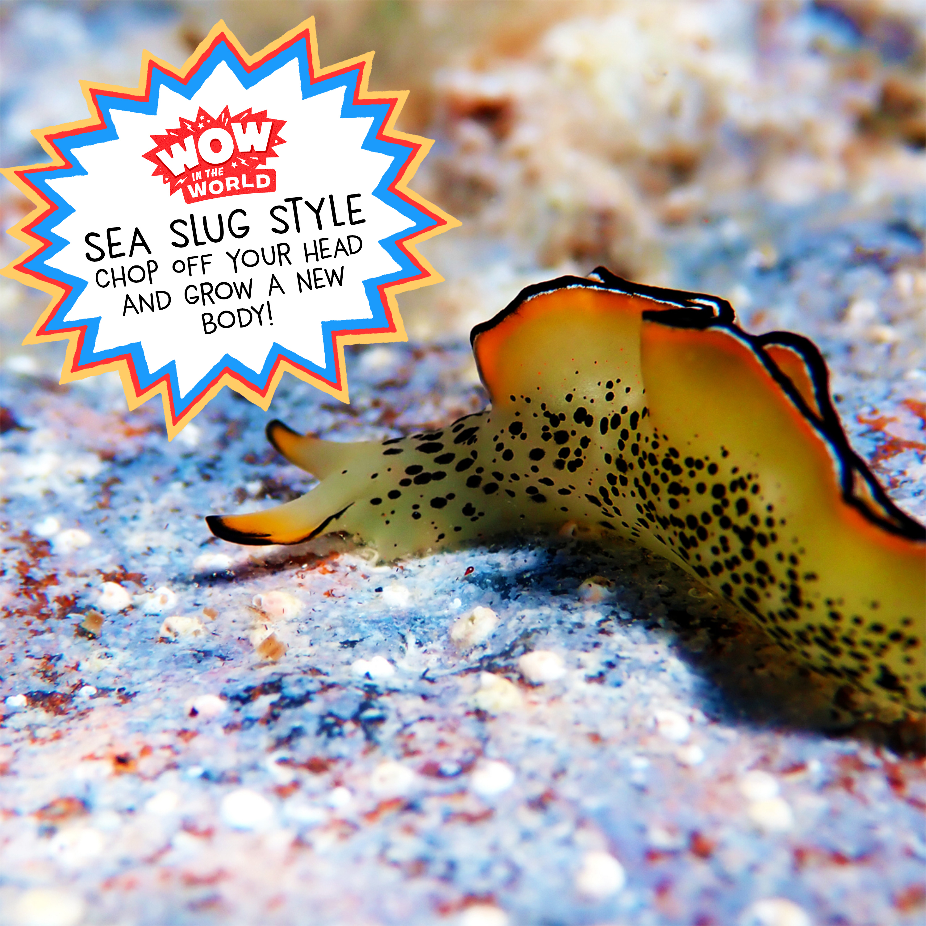 Sea Slug Style: Chop Off Your Head And Grow A New Body! (12/12/22)