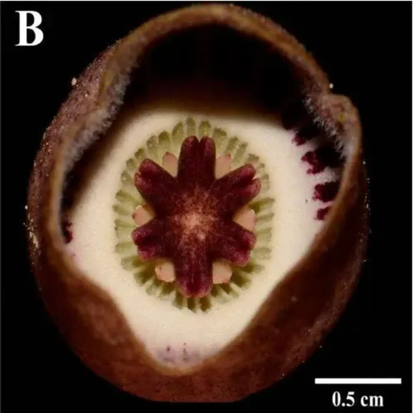 Ep. 428 - Bama Flora