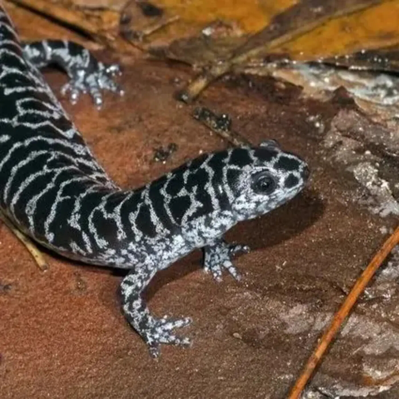 In Defense of Plants Podcast