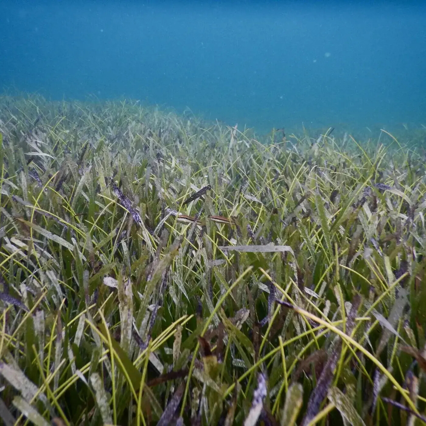Ep. 432 - The Importance of Seagrass