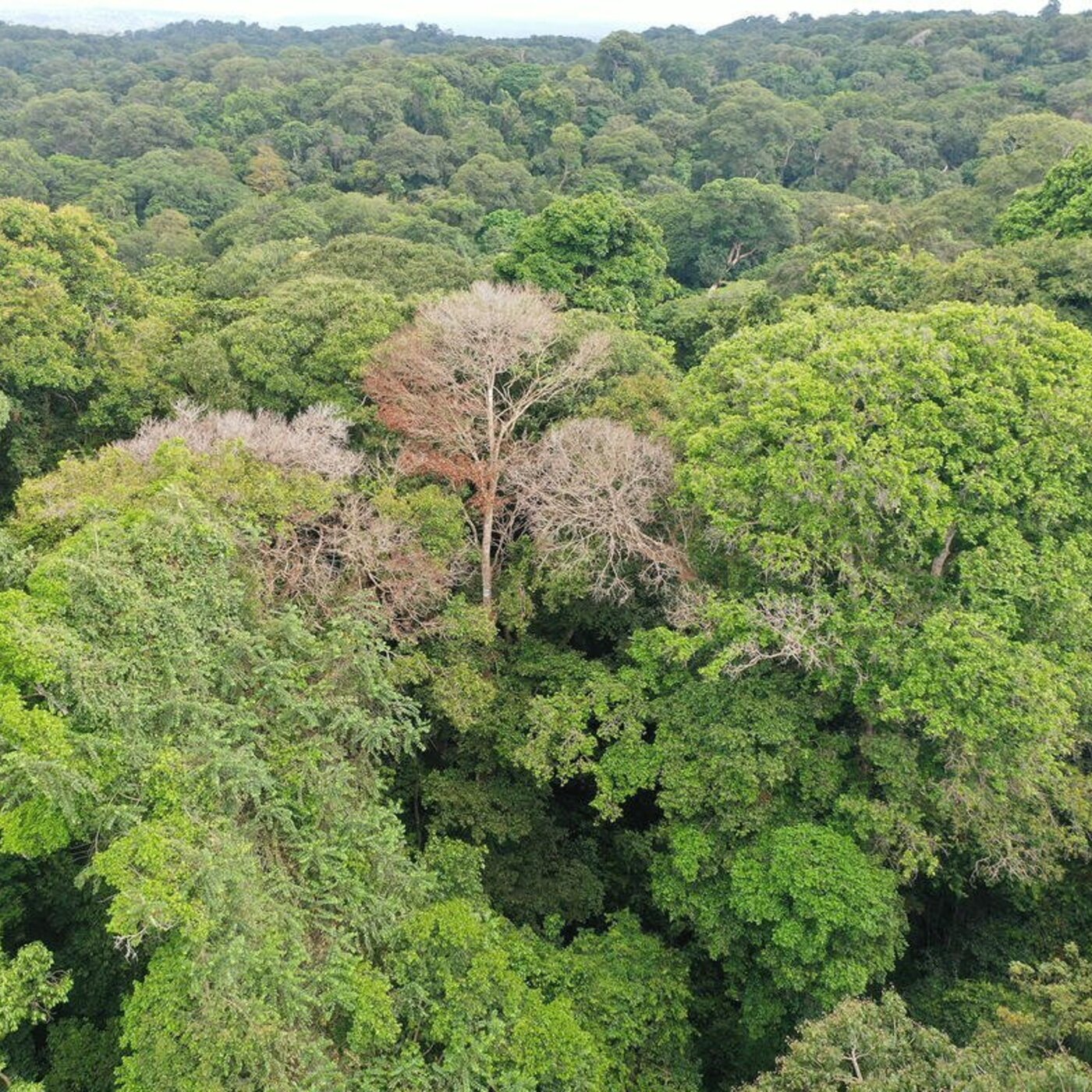 In Defense of Plants Podcast