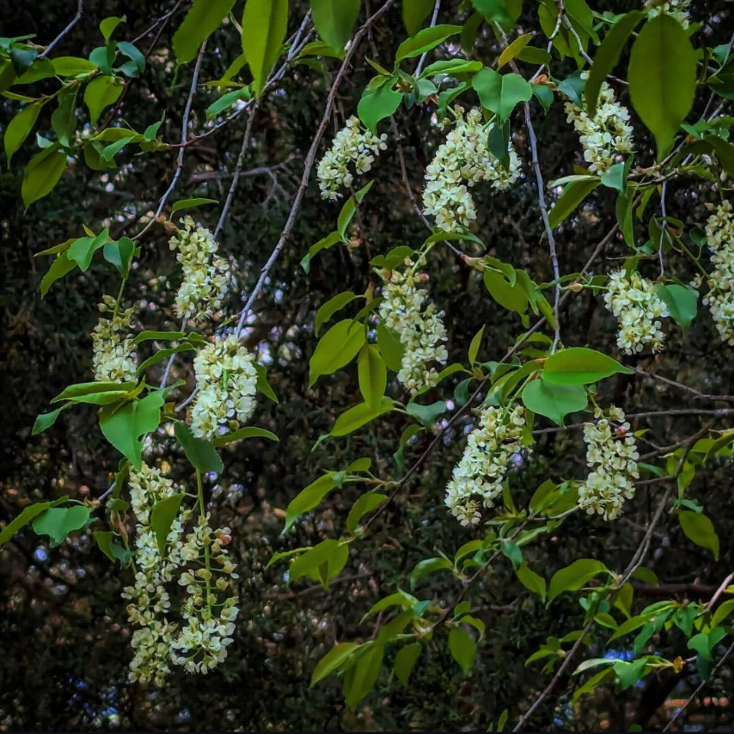 Ep. 592 - What Cherries & Company Can Teach Us About Evolution