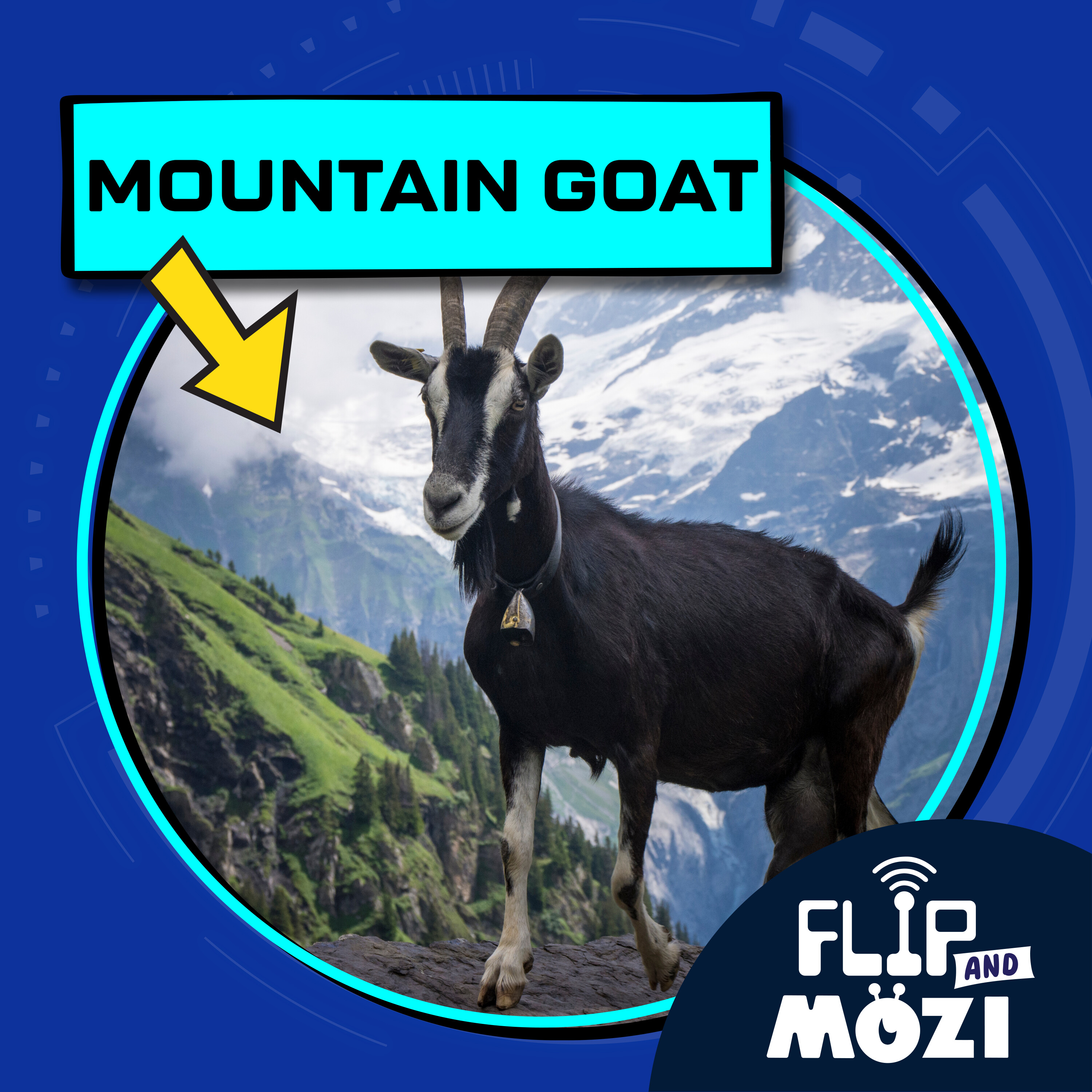 Mountain Goat