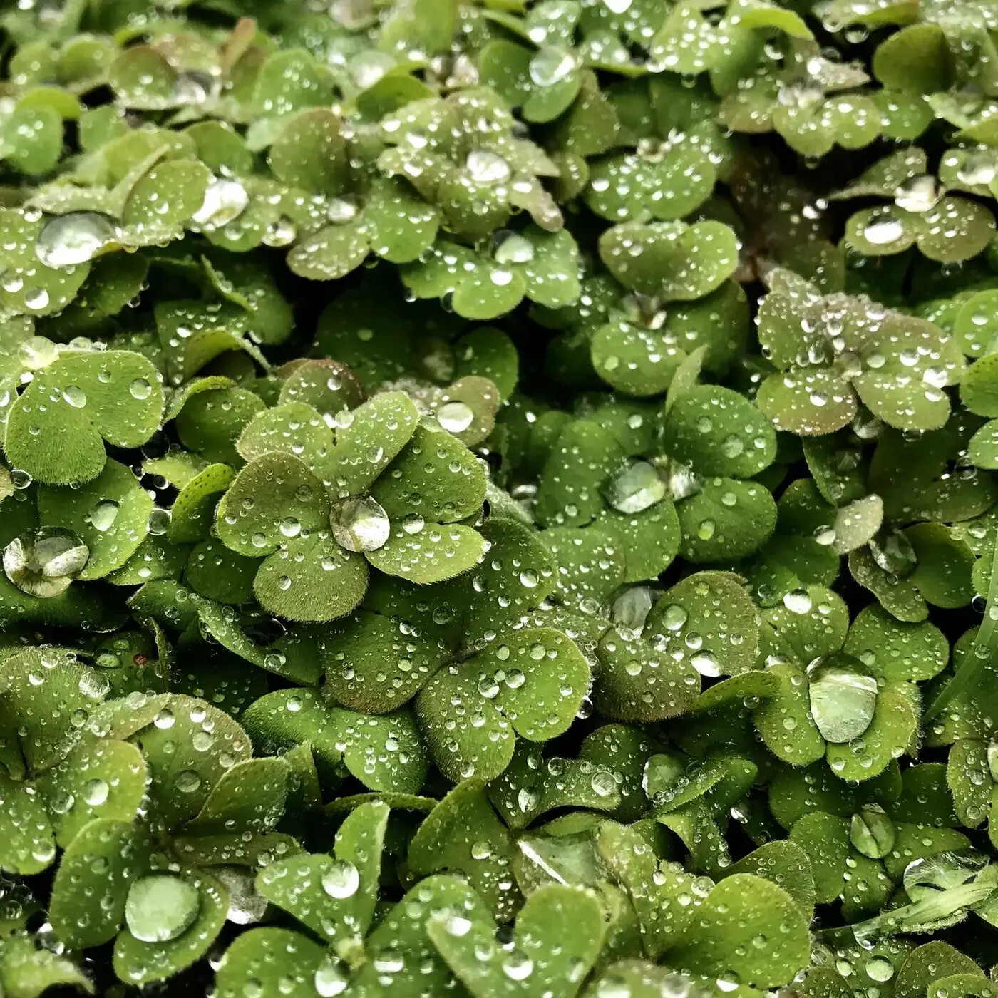 In Defense of Plants Podcast