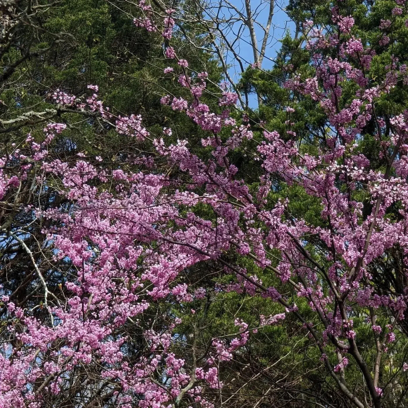 Ep. 413 - Down the Redbud Rabbit Hole