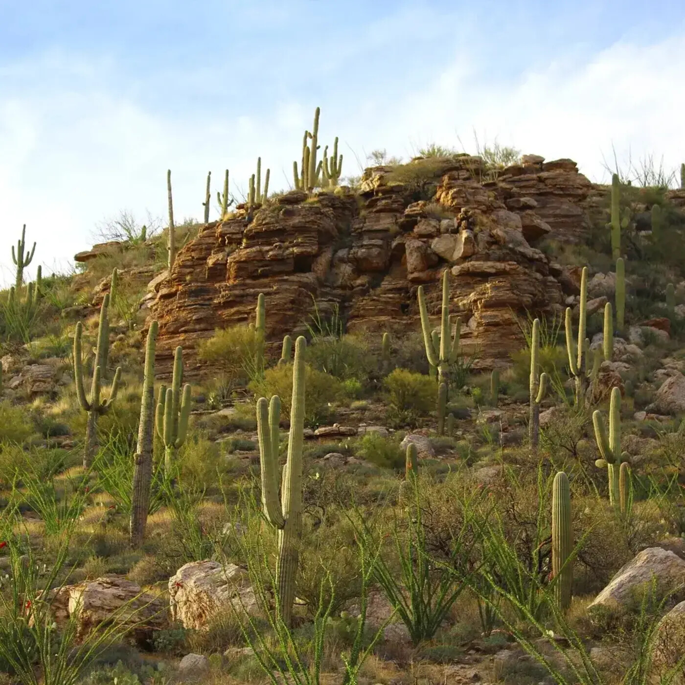 Ep. 275 - Saving Sonora: The Green Desert