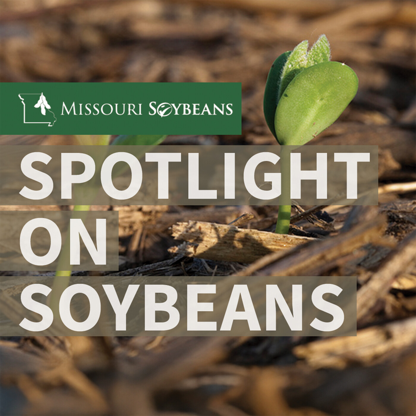 New Gene Discovery Could Help Soybeans Fight SCN episode artwork