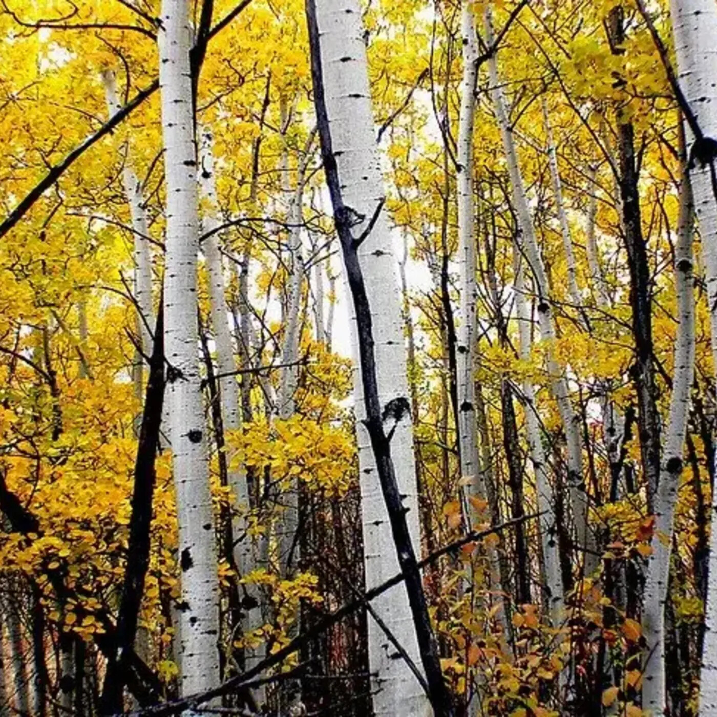 In Defense of Plants Podcast