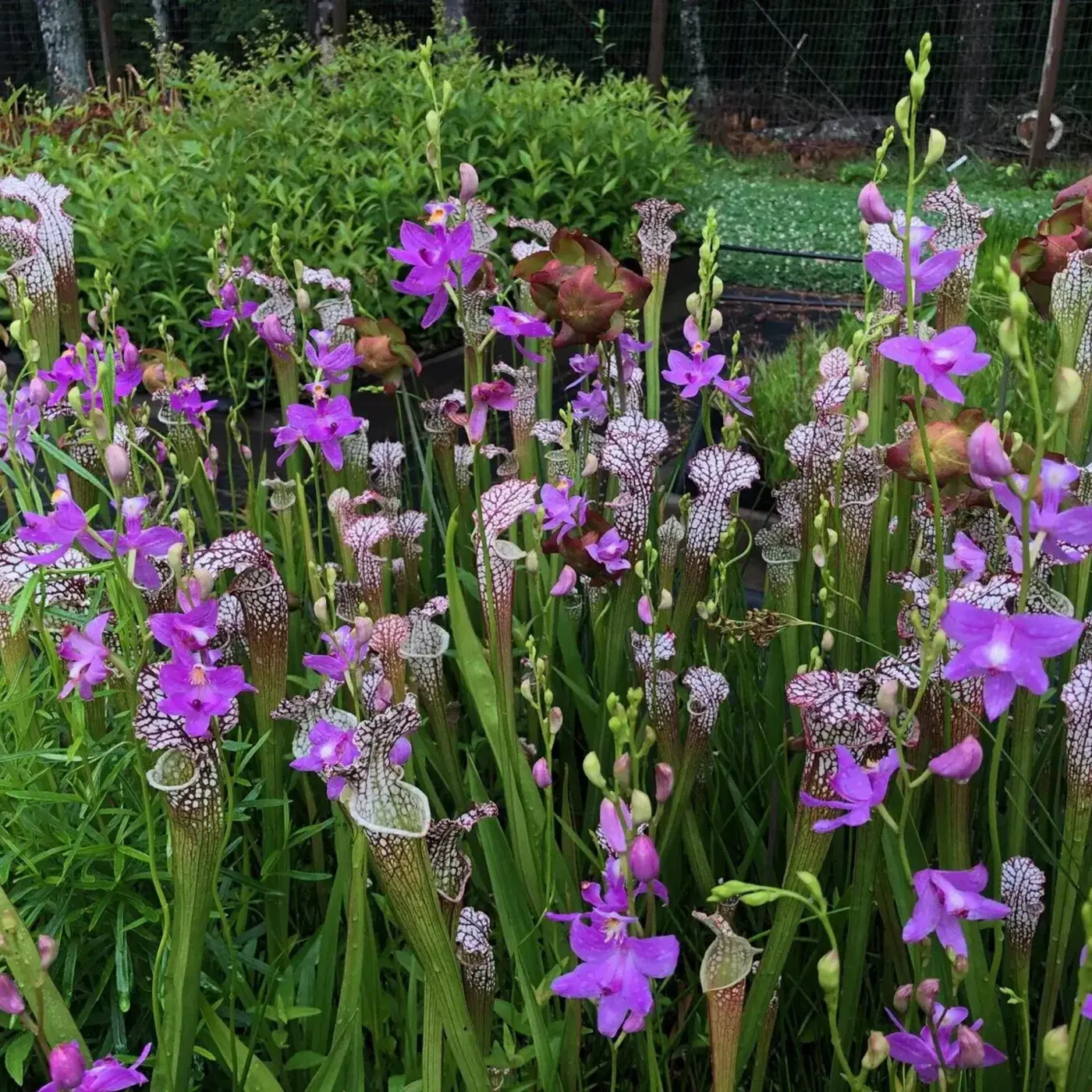 In Defense of Plants Podcast