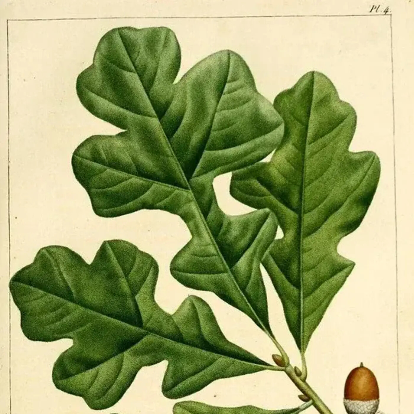 In Defense of Plants Podcast