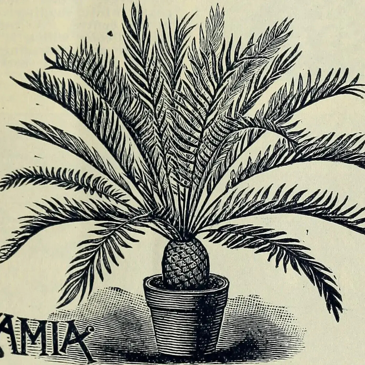 Ep. 369 - A Historical Perspective on the Coontie