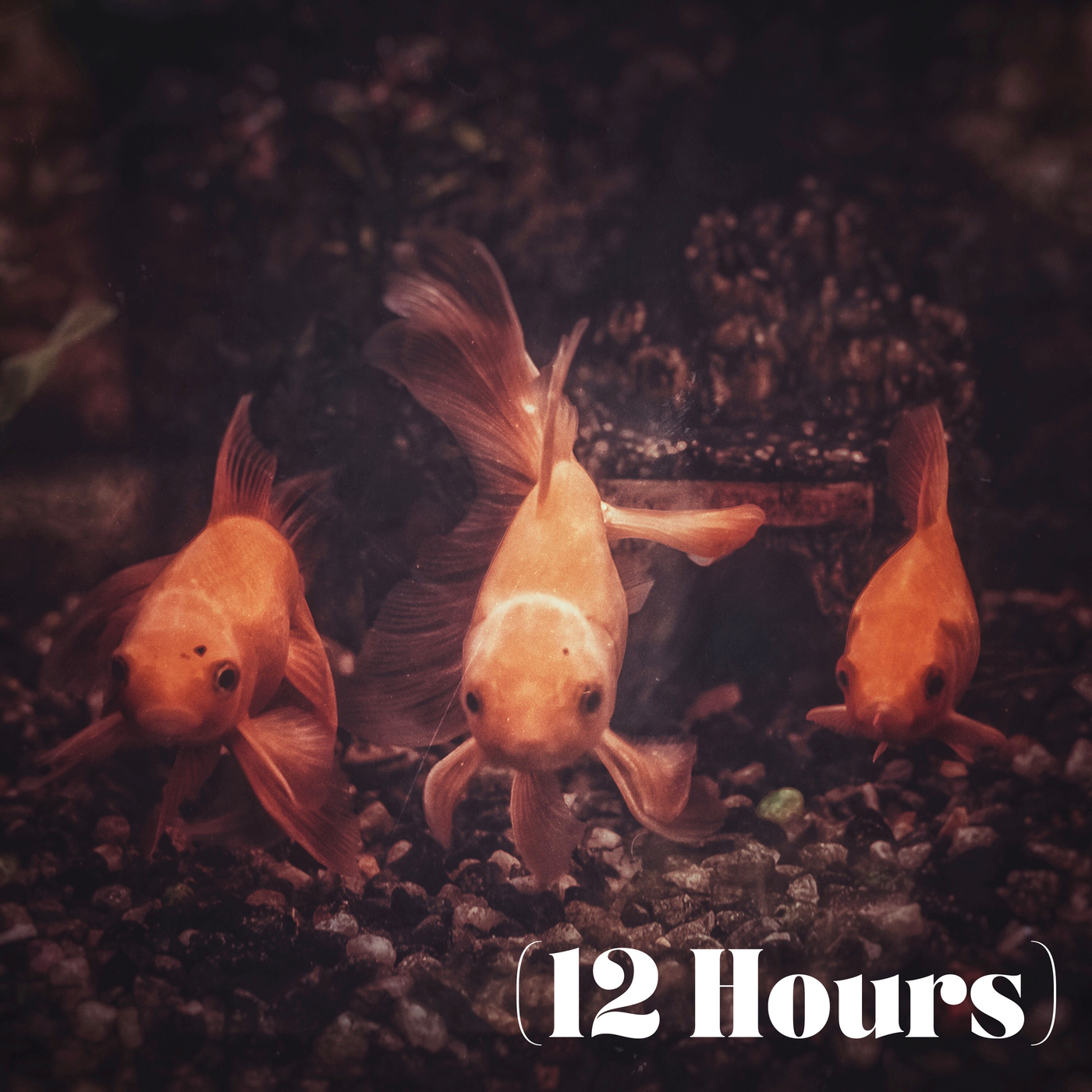 Fish Tank Humming & Bubbling | Sleep Sound (12 Hours)