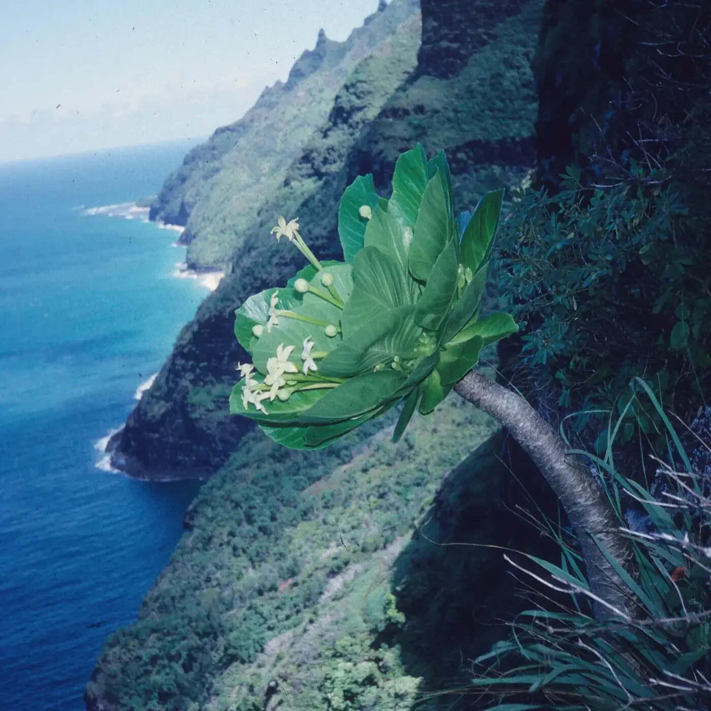 In Defense of Plants Podcast