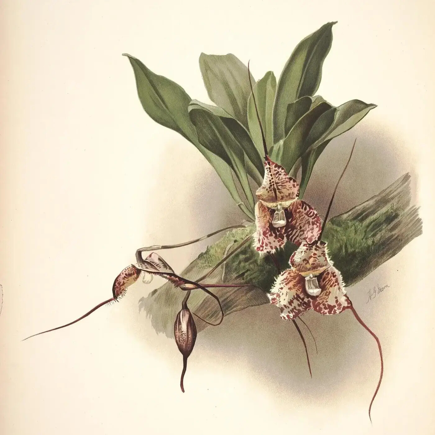 Ep. 378 - Dracula Orchids & the Threat of Gold Mining