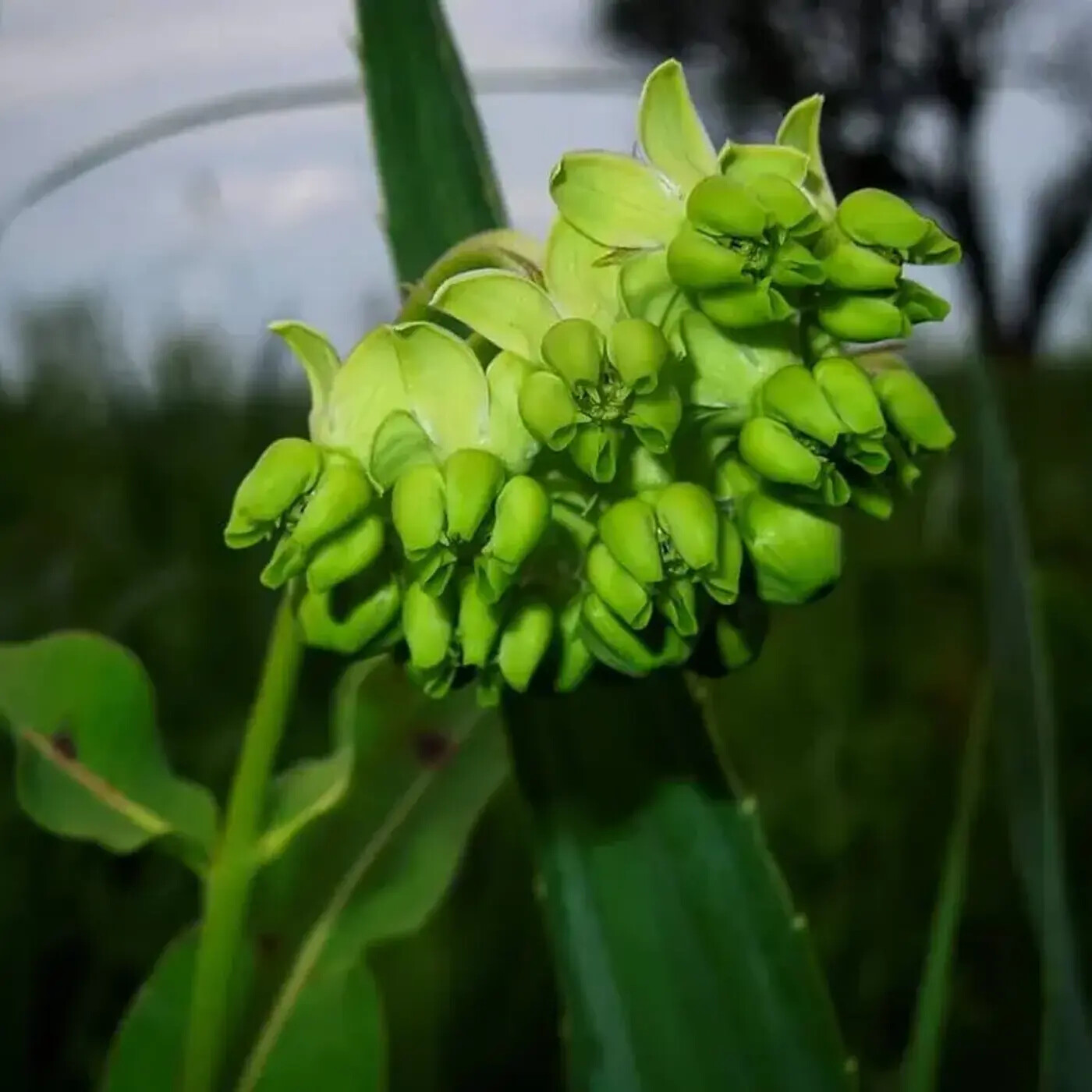 Ep. 374 - A Milkweed on the Brink