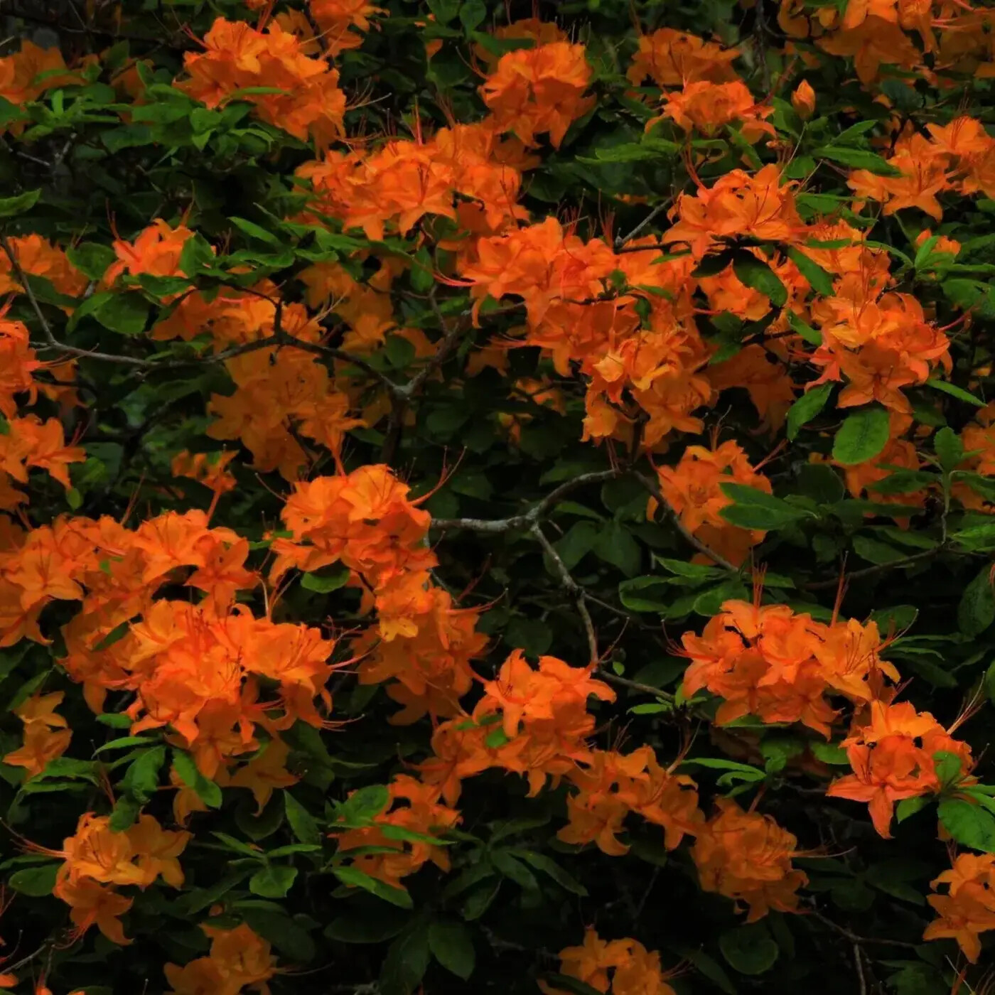 In Defense of Plants Podcast