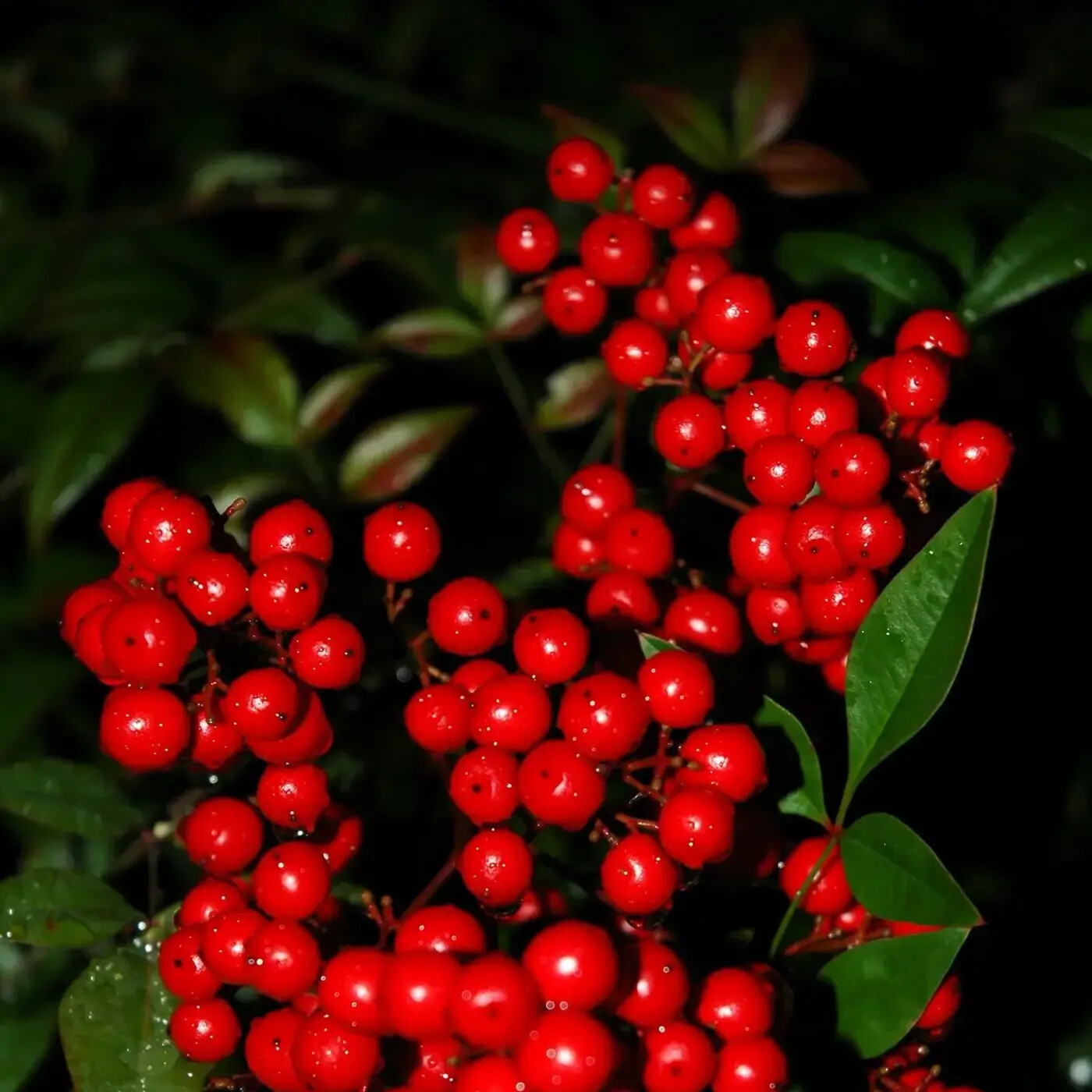 Ep. 372 - Cyanogenic Plants