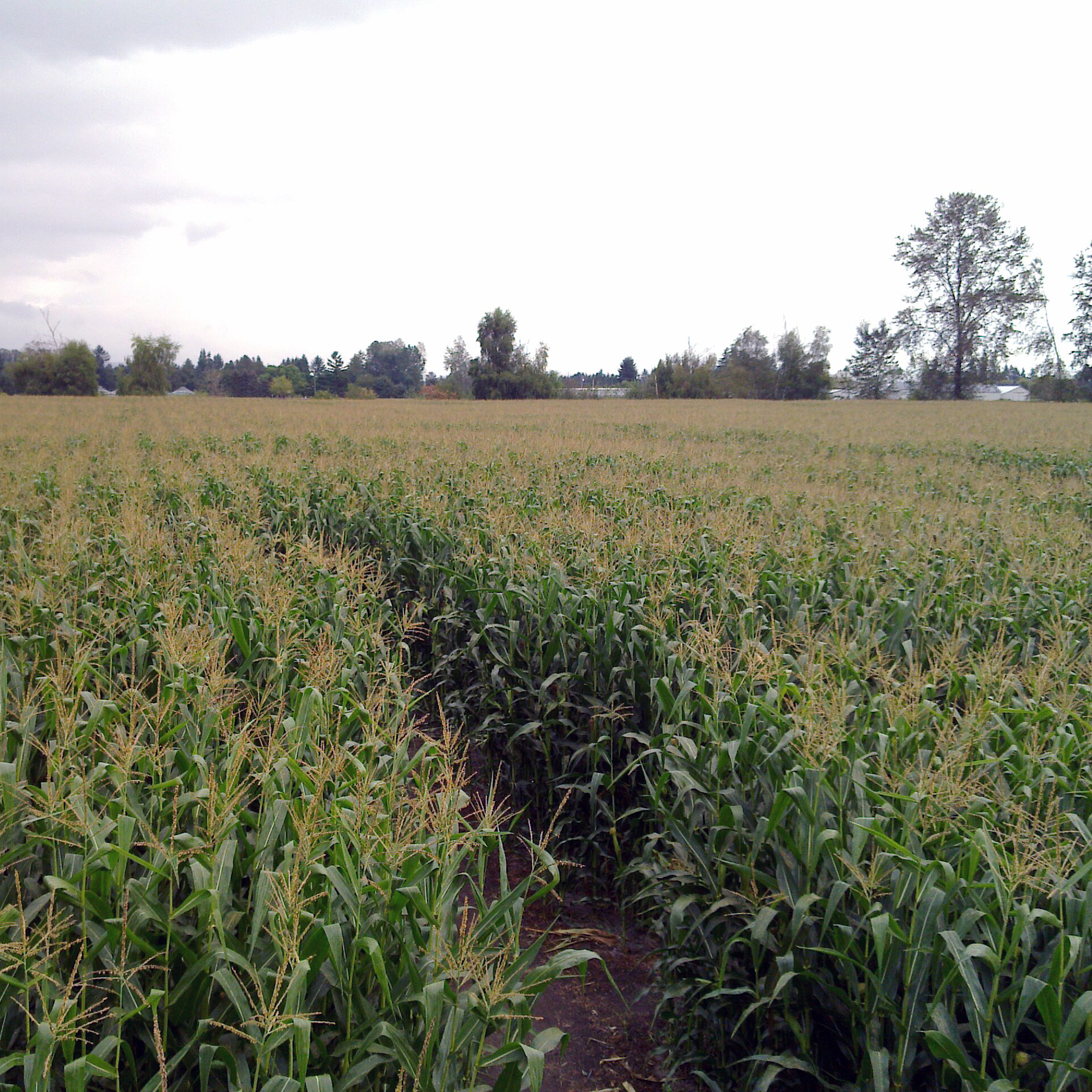 Marketing and the Customer Experience