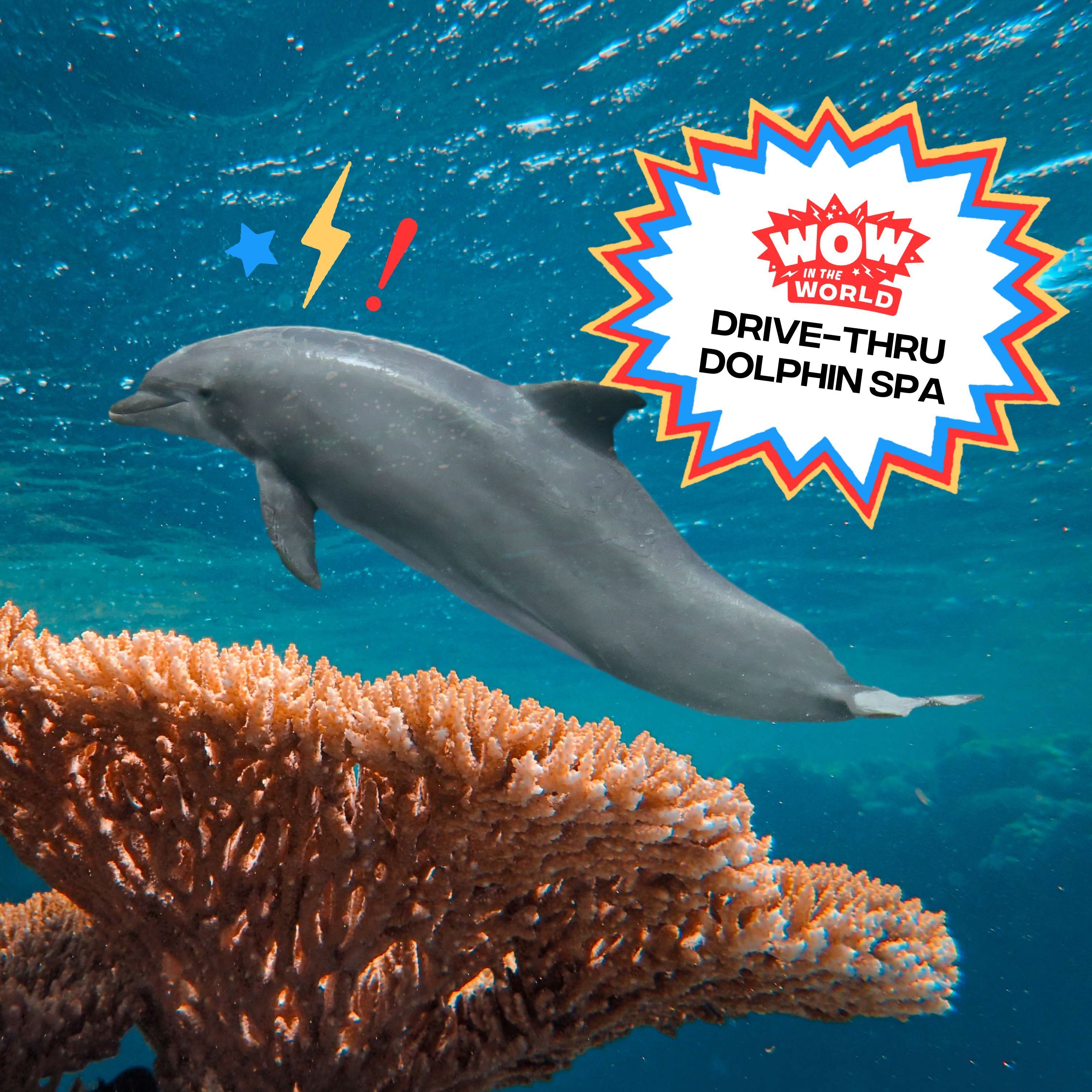 Drive-Thru Dolphin Spa (3/10/25)