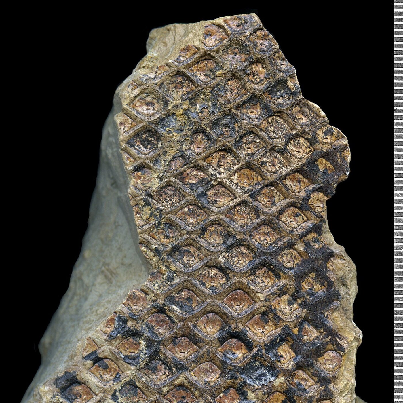 Ep. 431 - The Mysteries of Lycopod Evolution