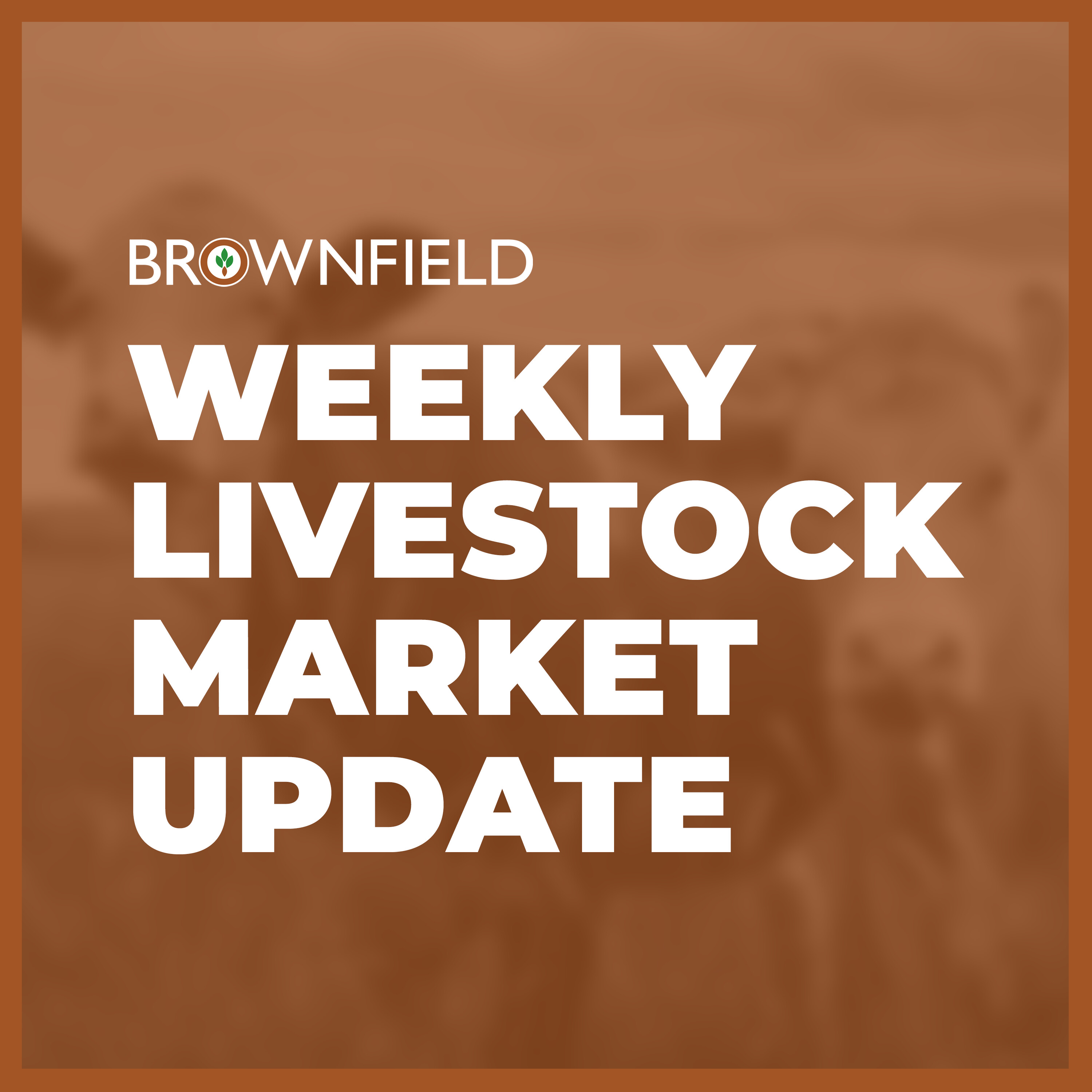 Feeder cattle futures drop nearly $20 this week | Weekly Livestock Market Update episode artwork