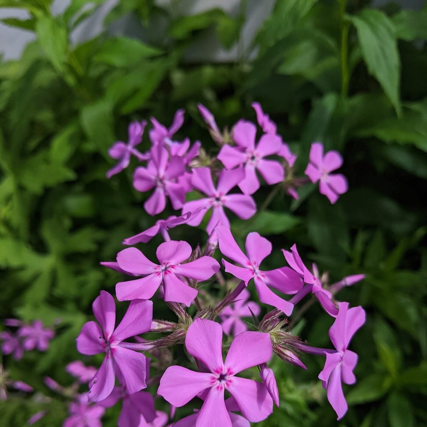 In Defense of Plants Podcast