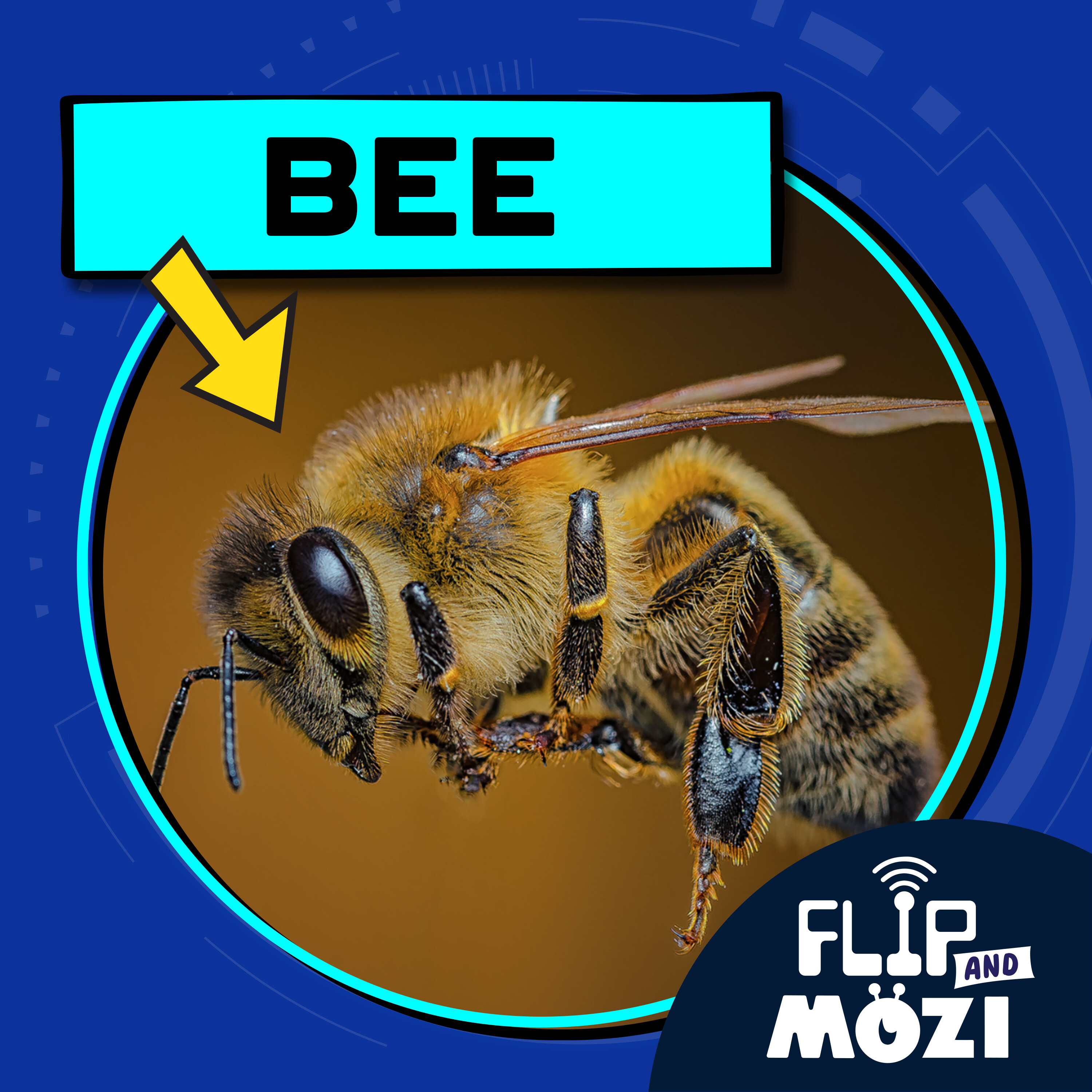 Bee (3/23/23)