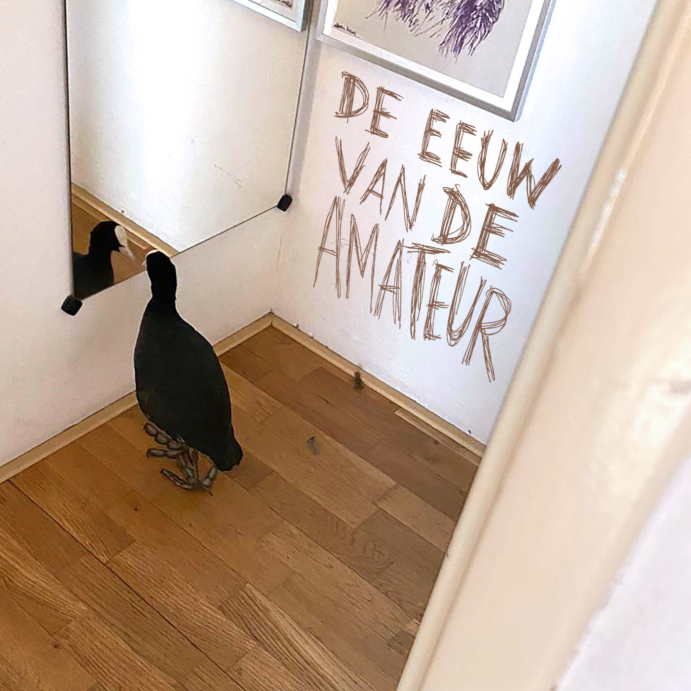 Een meerkoet in je huis