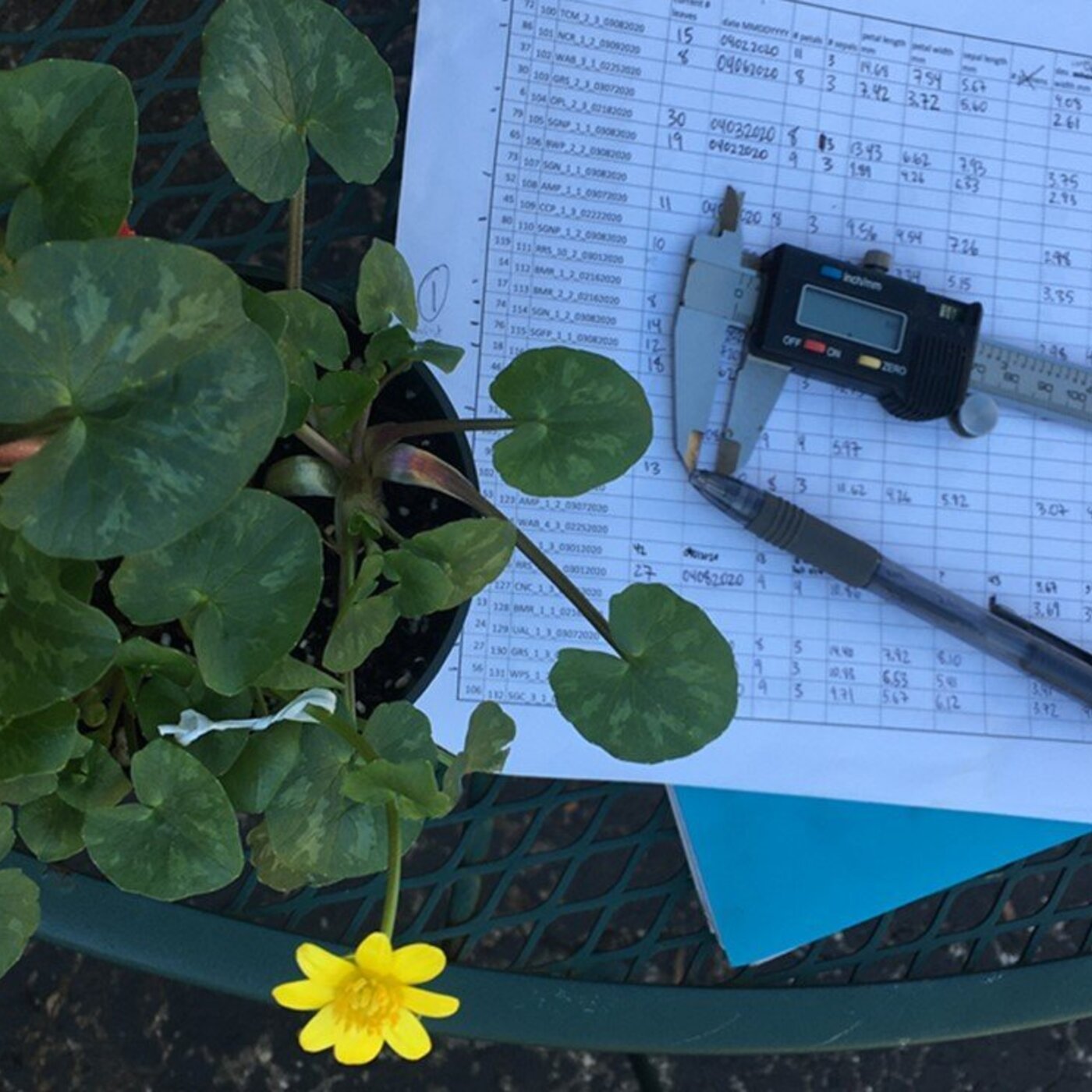 In Defense of Plants Podcast