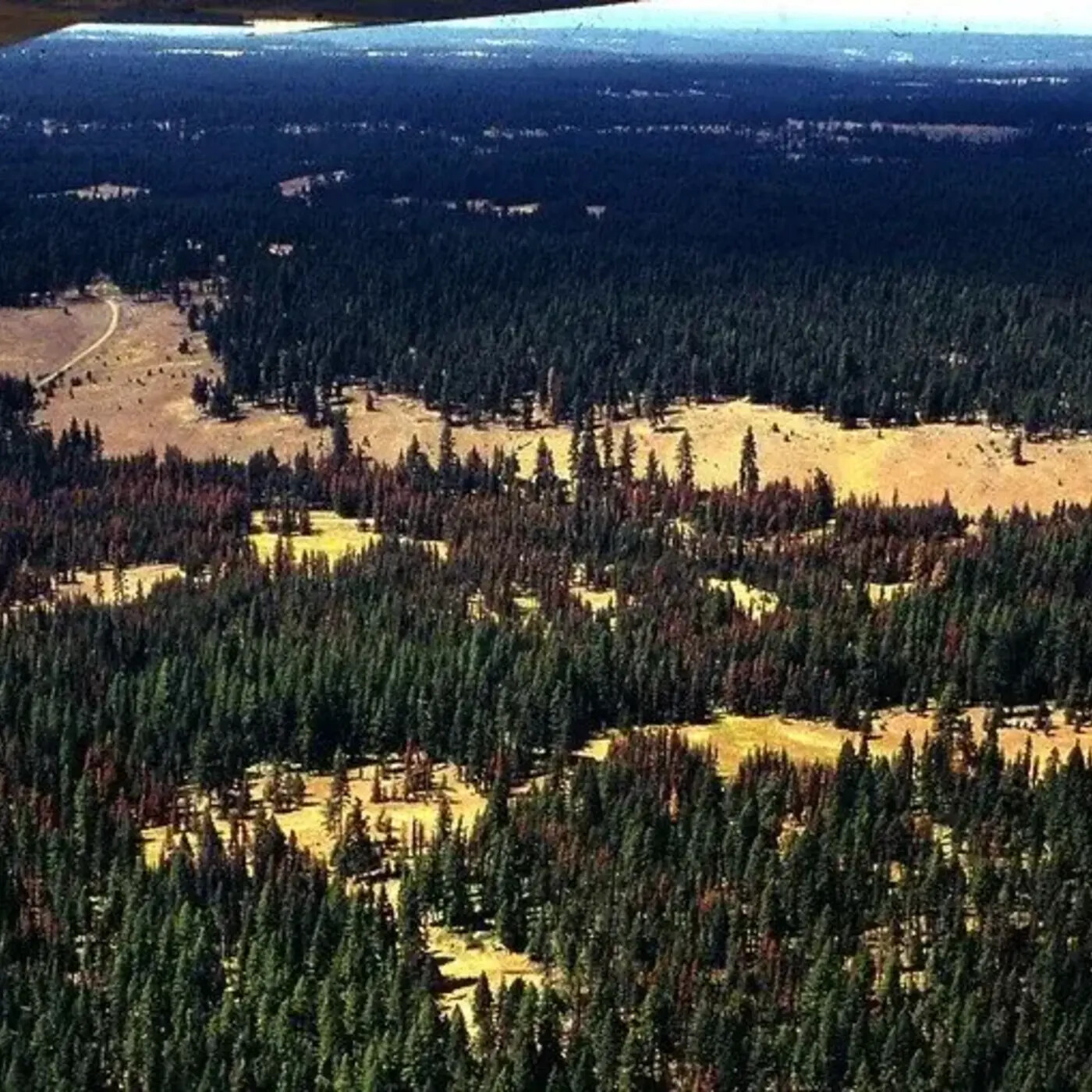 In Defense of Plants Podcast