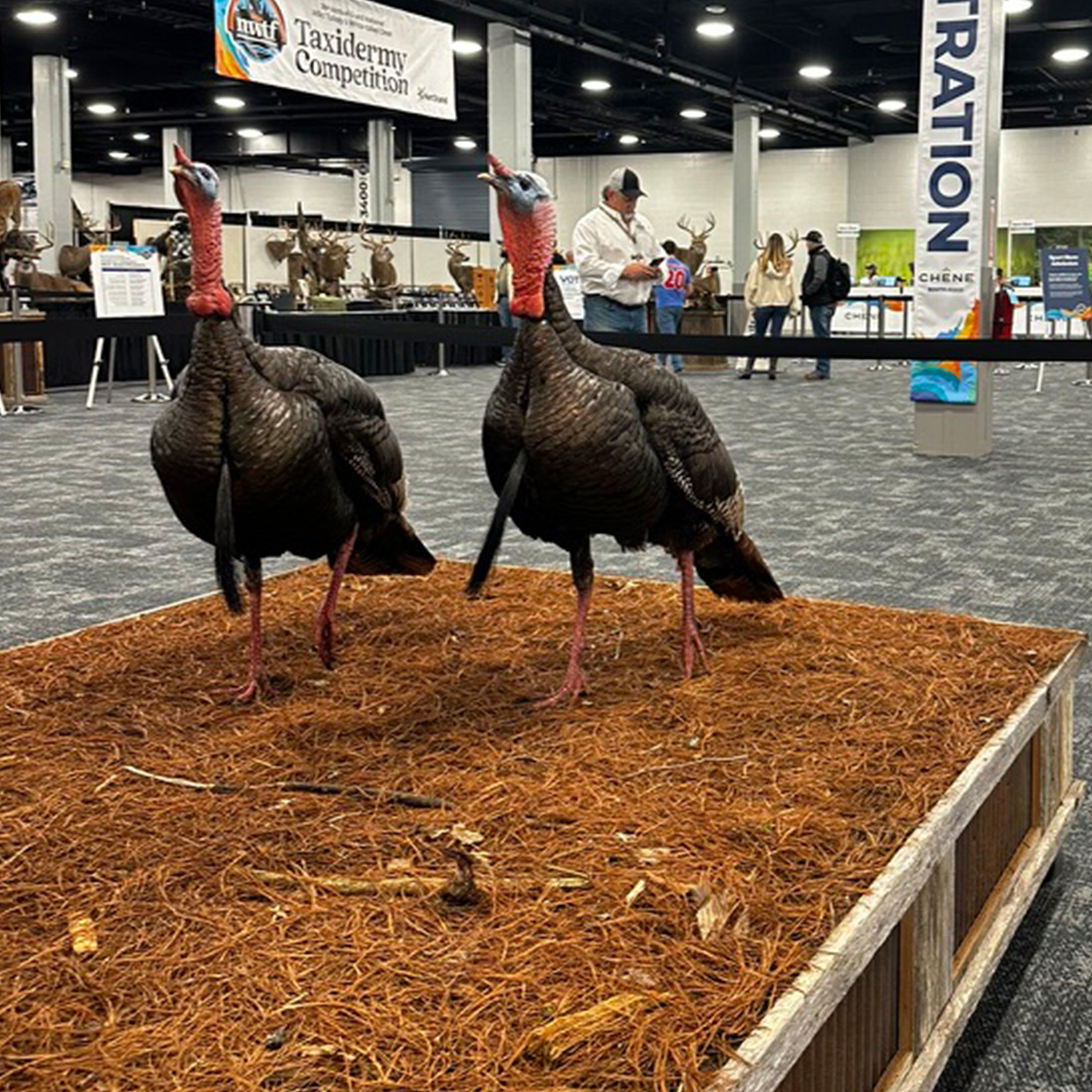 🦃 Wild Turkeys, Part 2